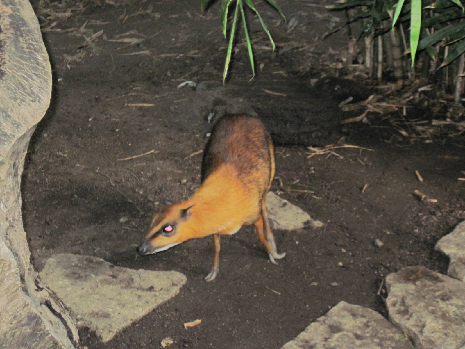 Tropical Rainforest-Greater Malayan Chevrotain