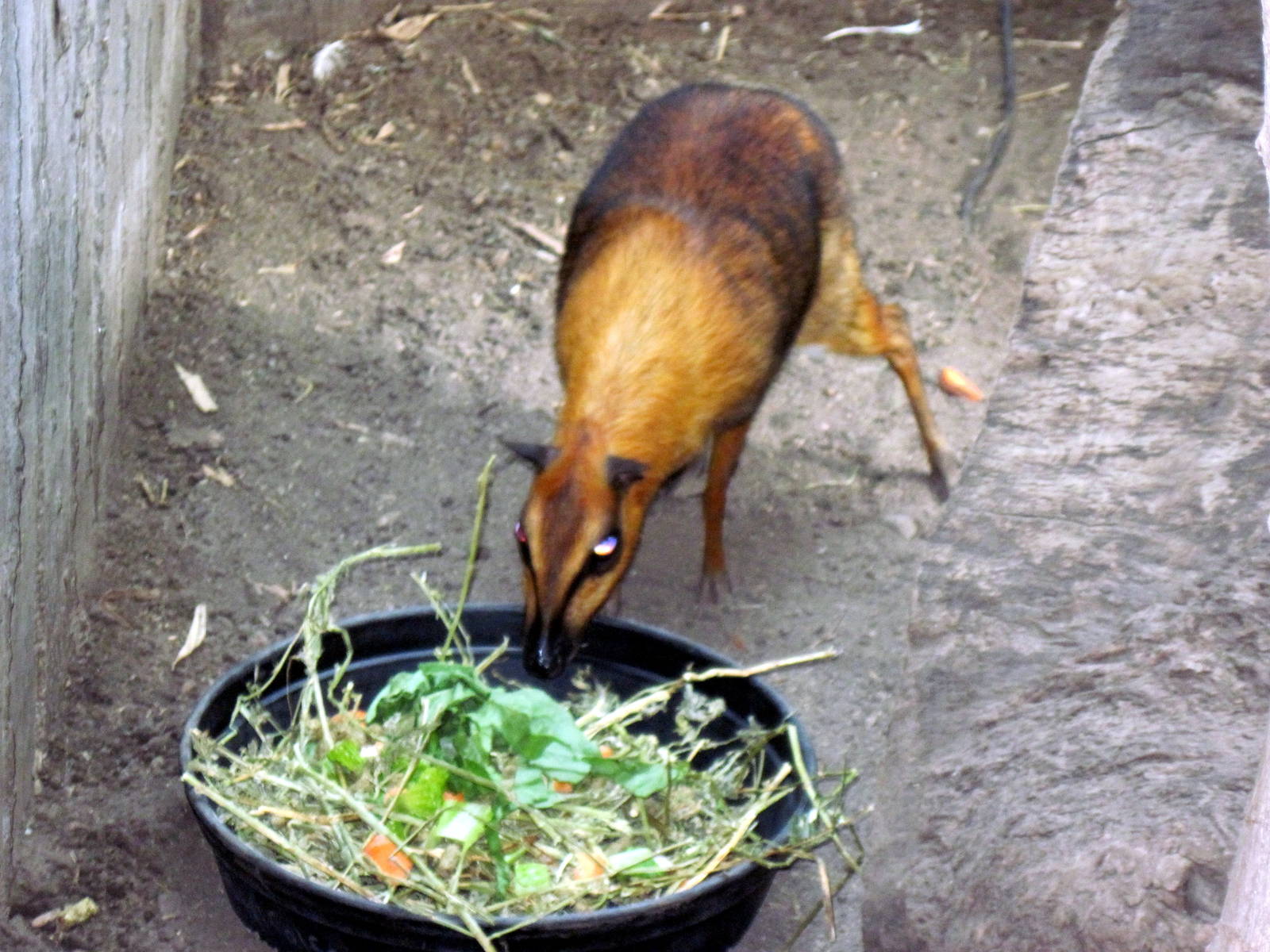 Tropical Rainforest-Greater Malayan Chevrotain