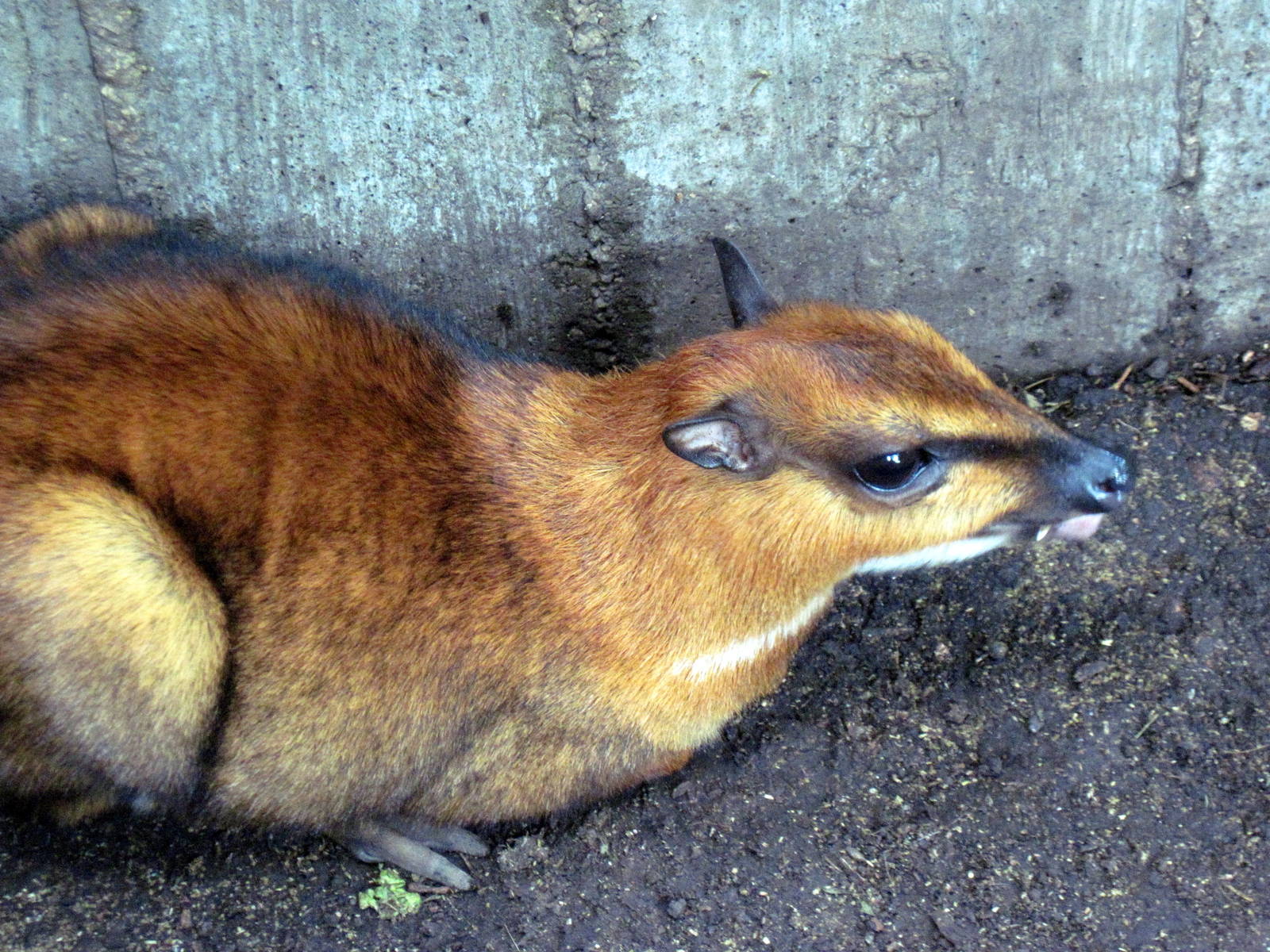 Tropical Rainforest-Greater Malayan Chevrotain