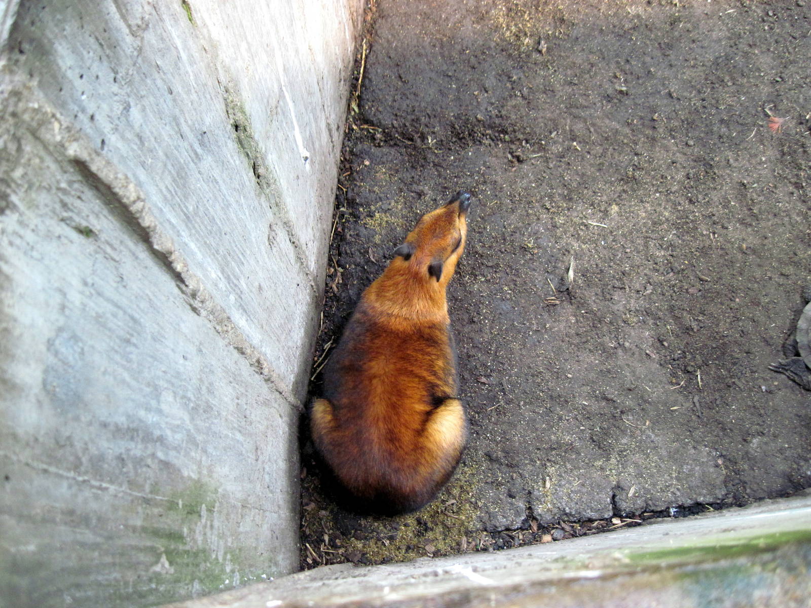 Tropical Rainforest-Greater Malayan Chevrotain