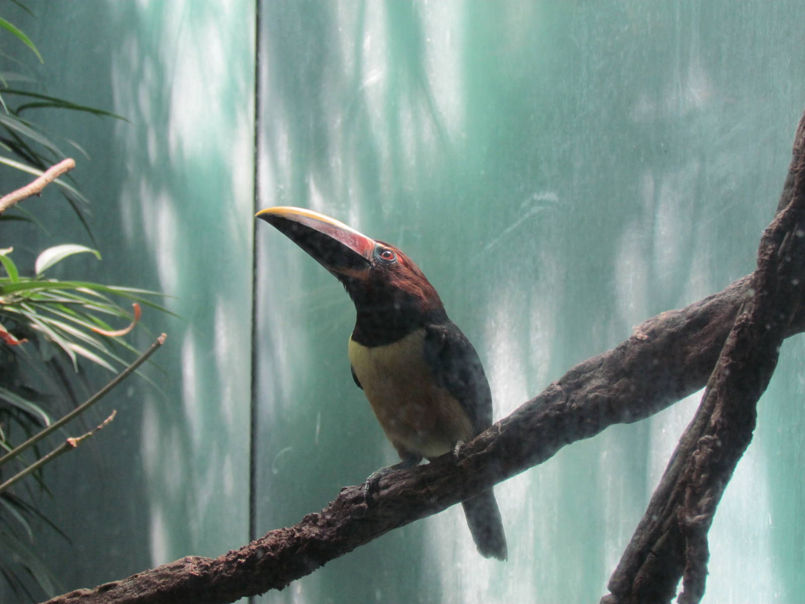 Tropical Rainforest - Green Aracari
