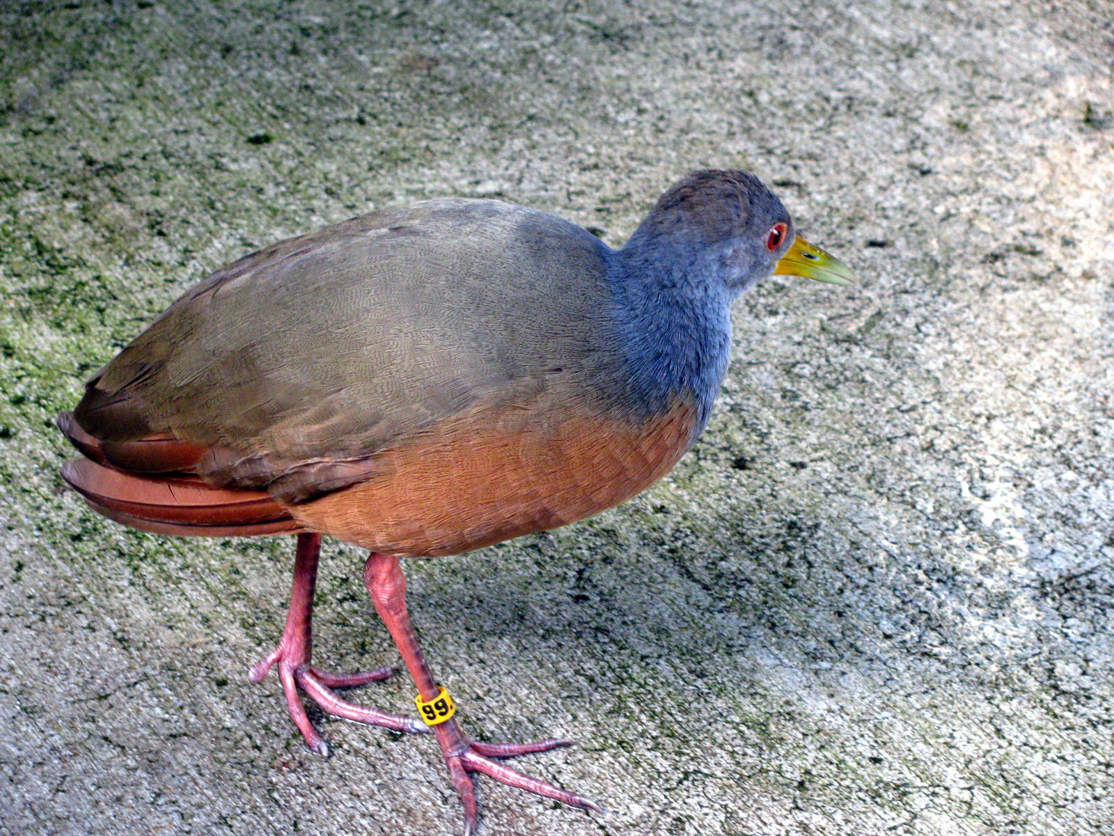 Tropical Rainforest-Grey-necked Wood Rail
