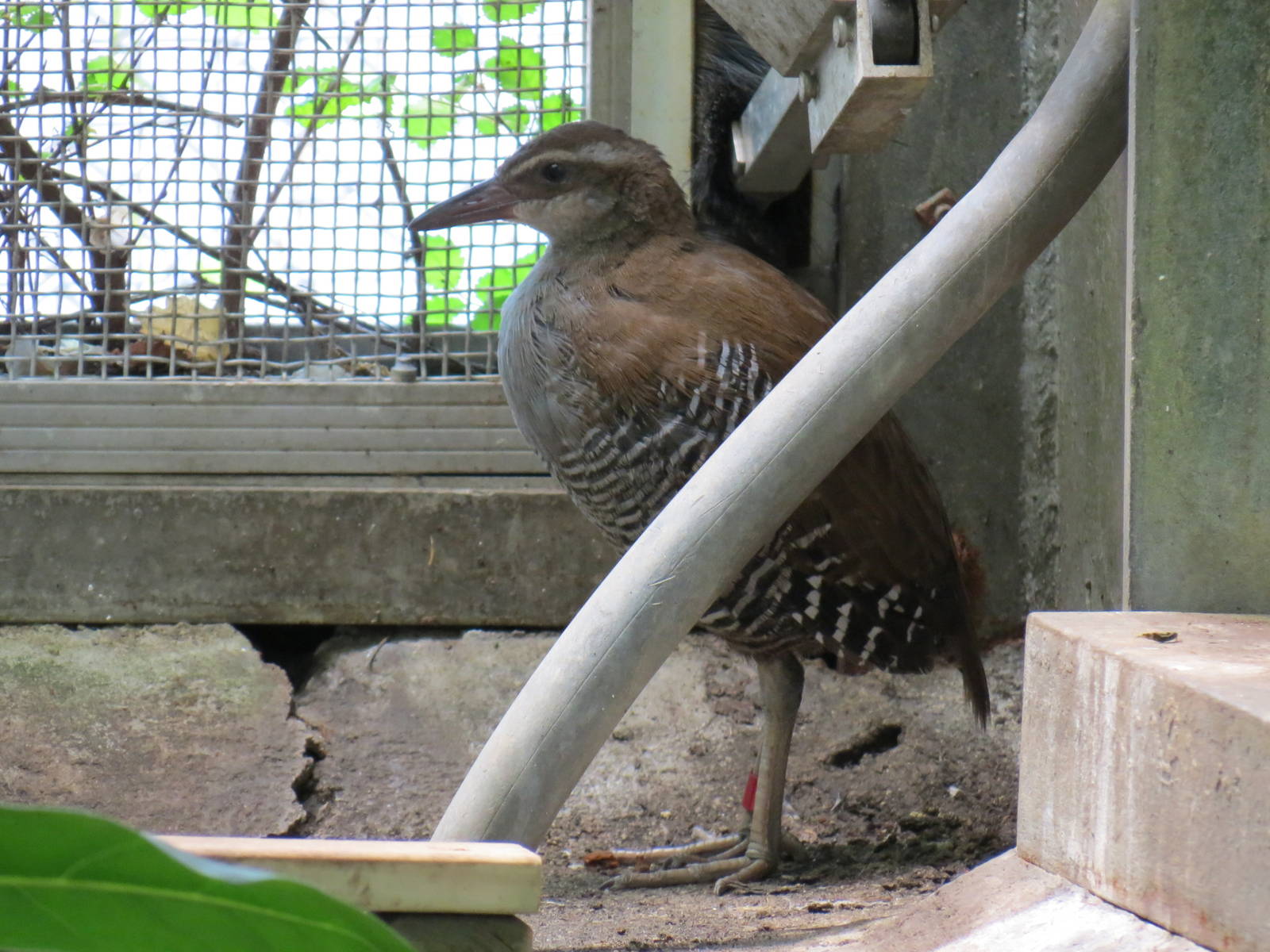Tropical Rainforest - Guam Rail