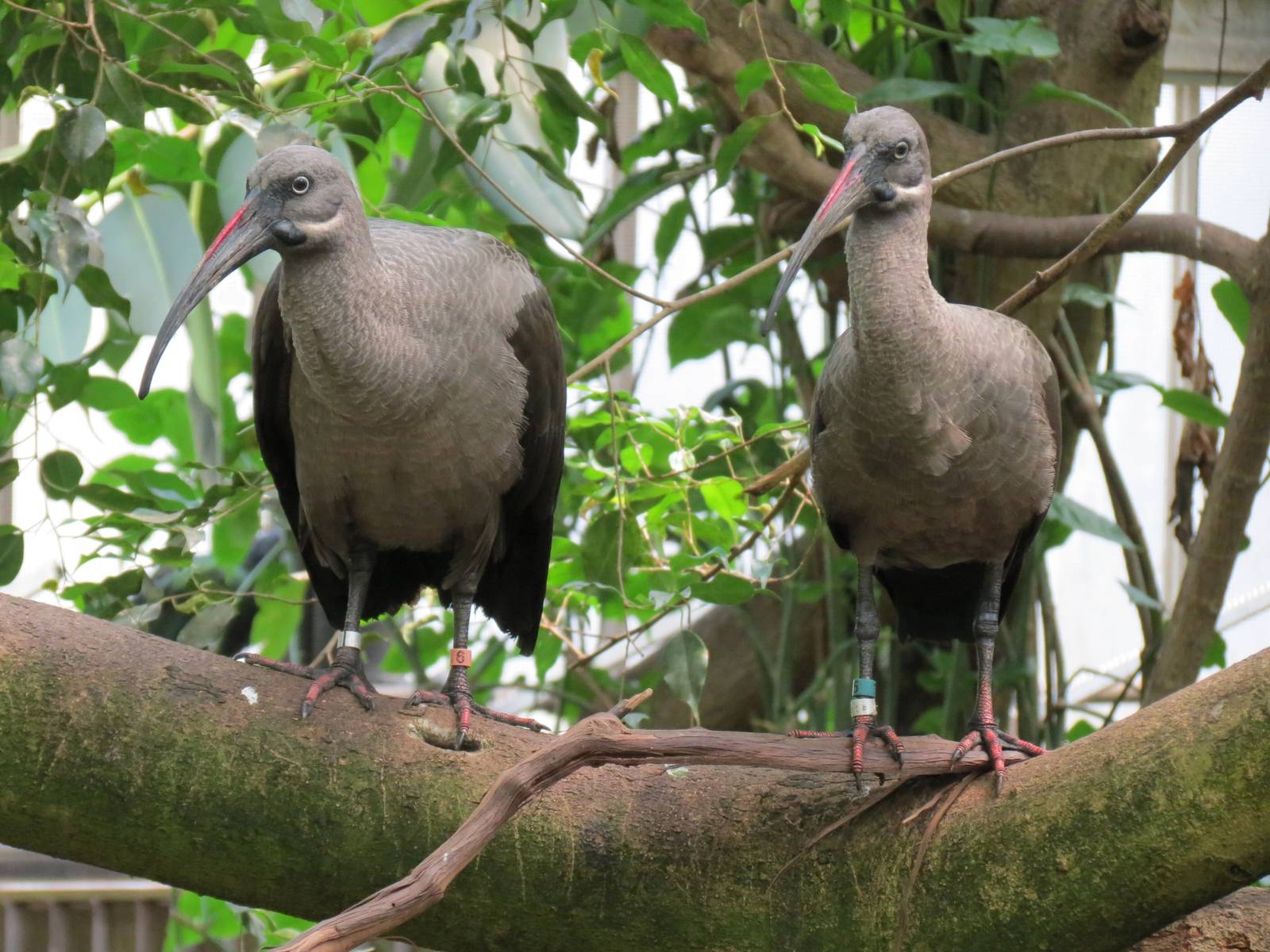 Tropical Rainforest - Hadada Ibis