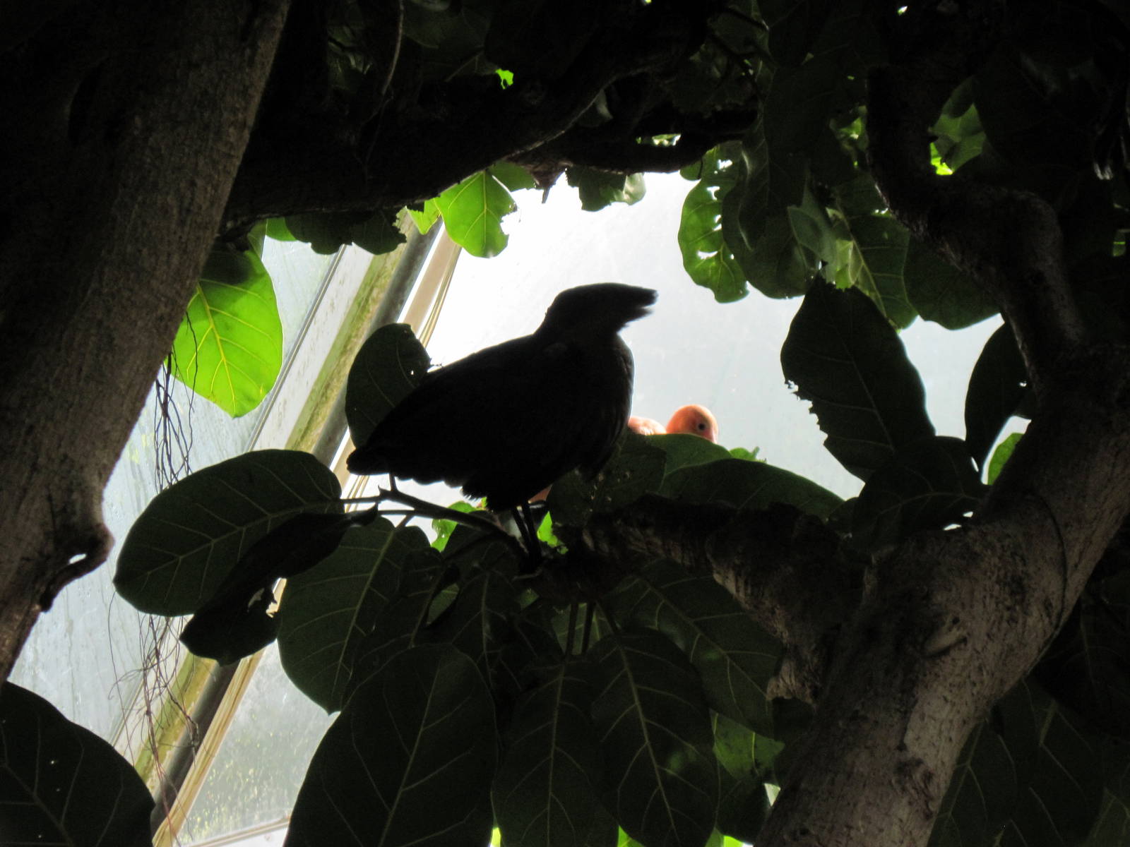 Tropical Rainforest-Hammerkop and Scarlet Ibis