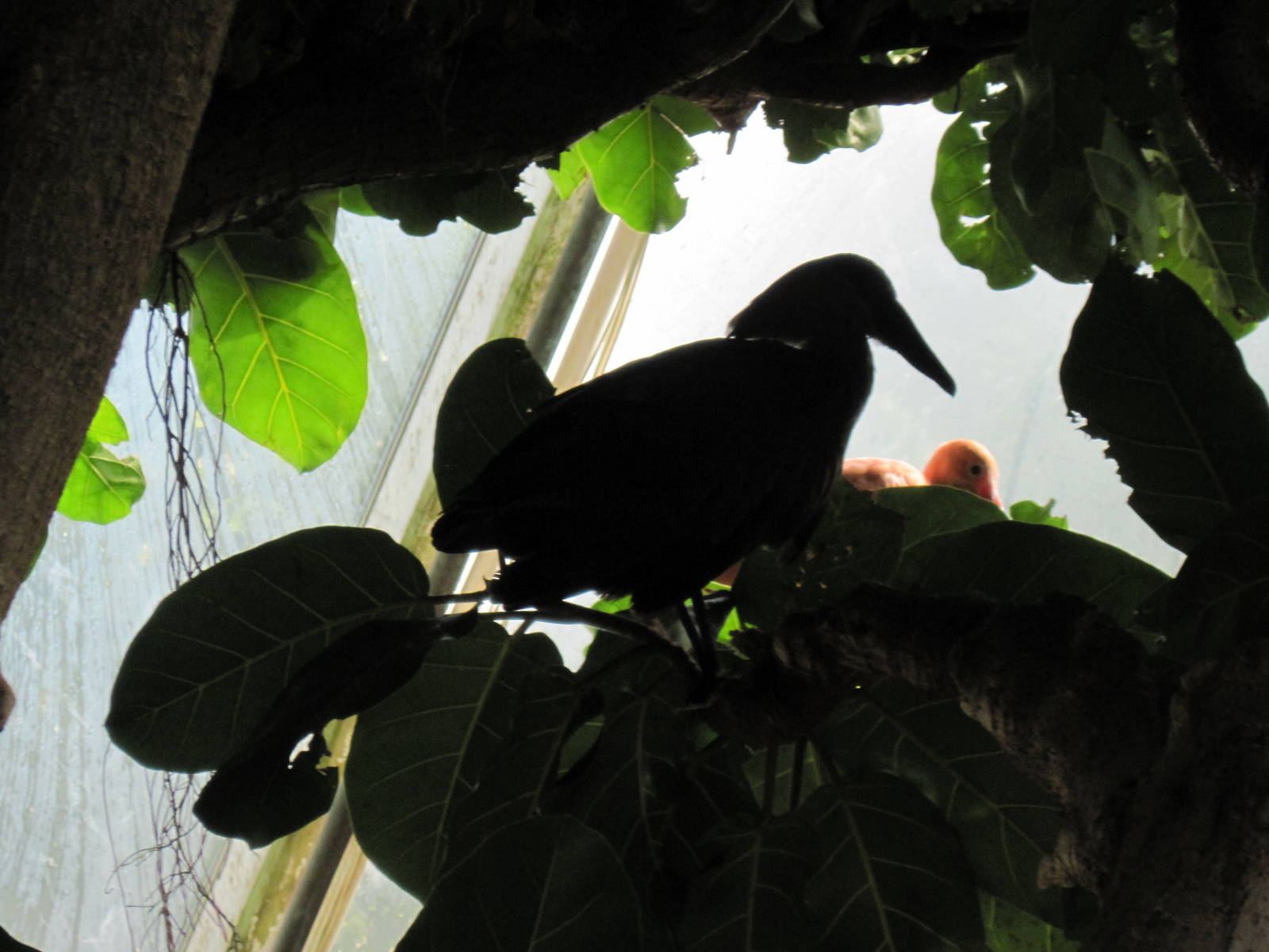 Tropical Rainforest-Hammerkop and Scarlet Ibis