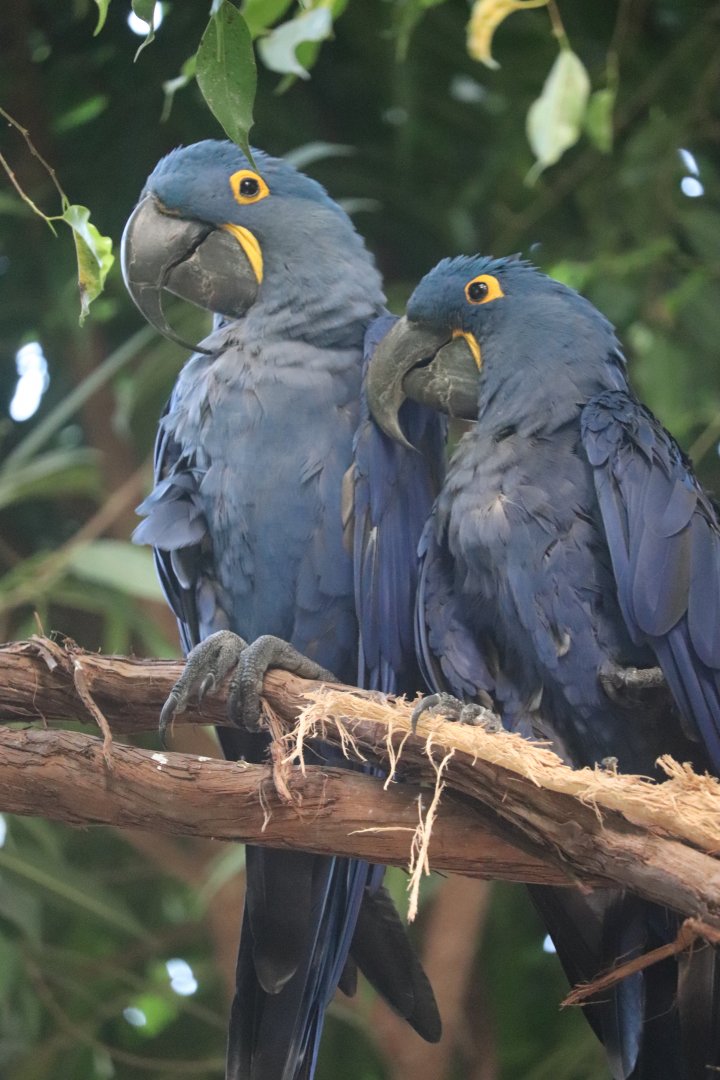 Tropical Rainforest - Hyacinth Macaw