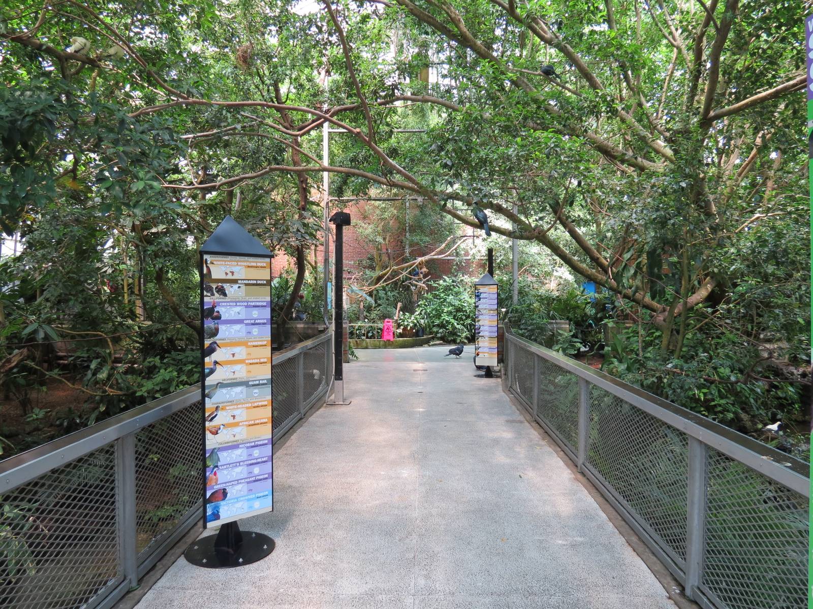 Tropical Rainforest - Interior