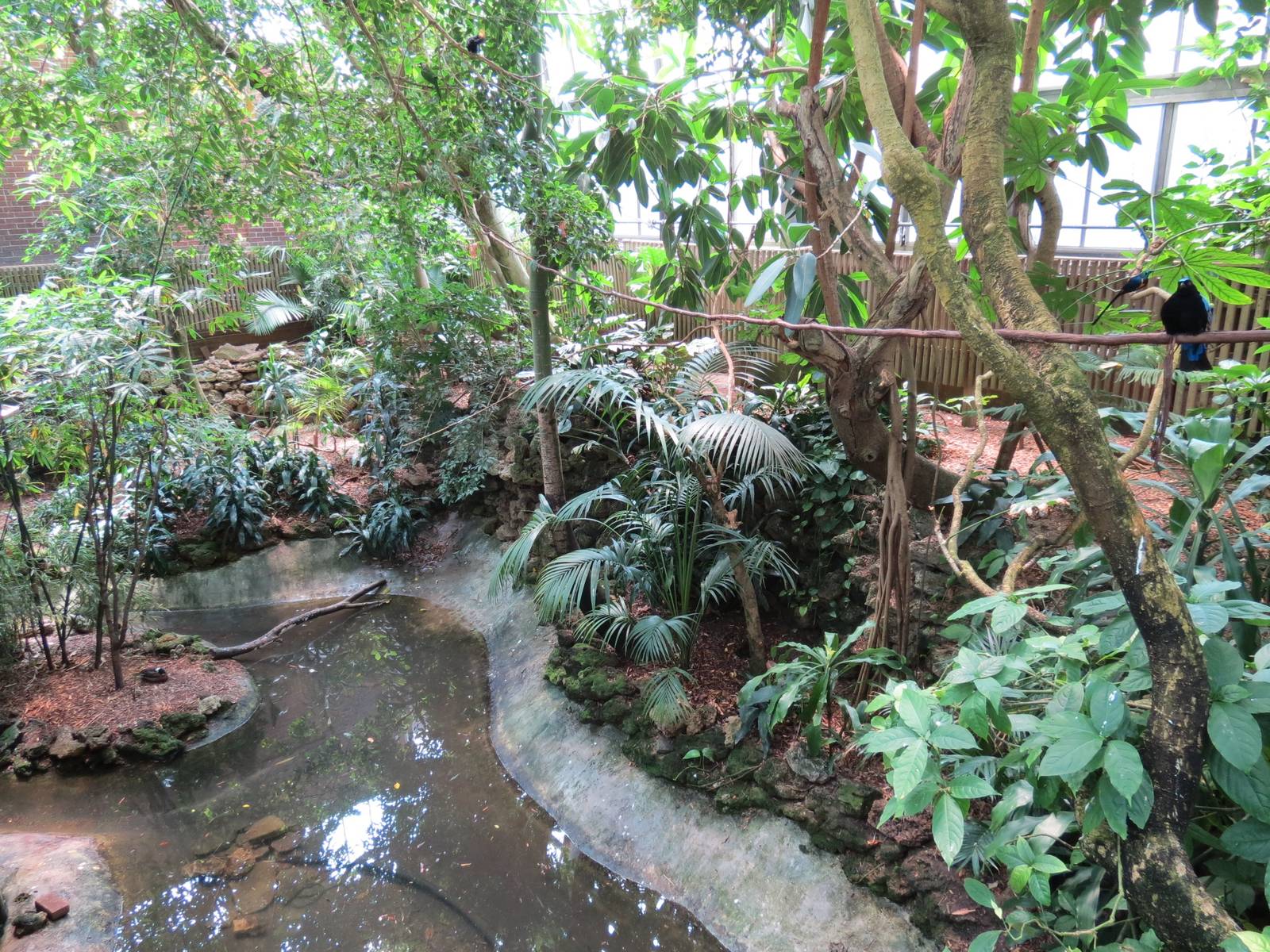 Tropical Rainforest - Interior
