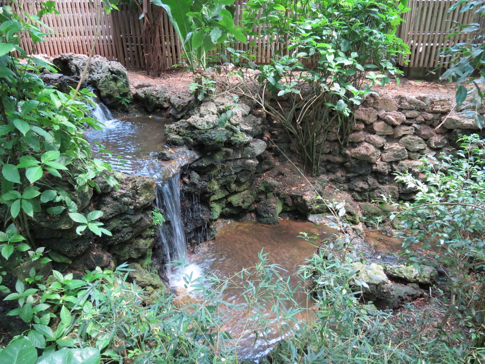 Tropical Rainforest - Interior