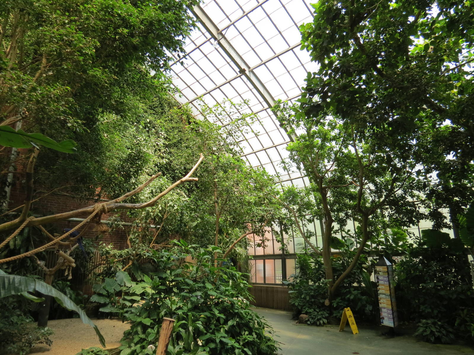 Tropical Rainforest - Interior