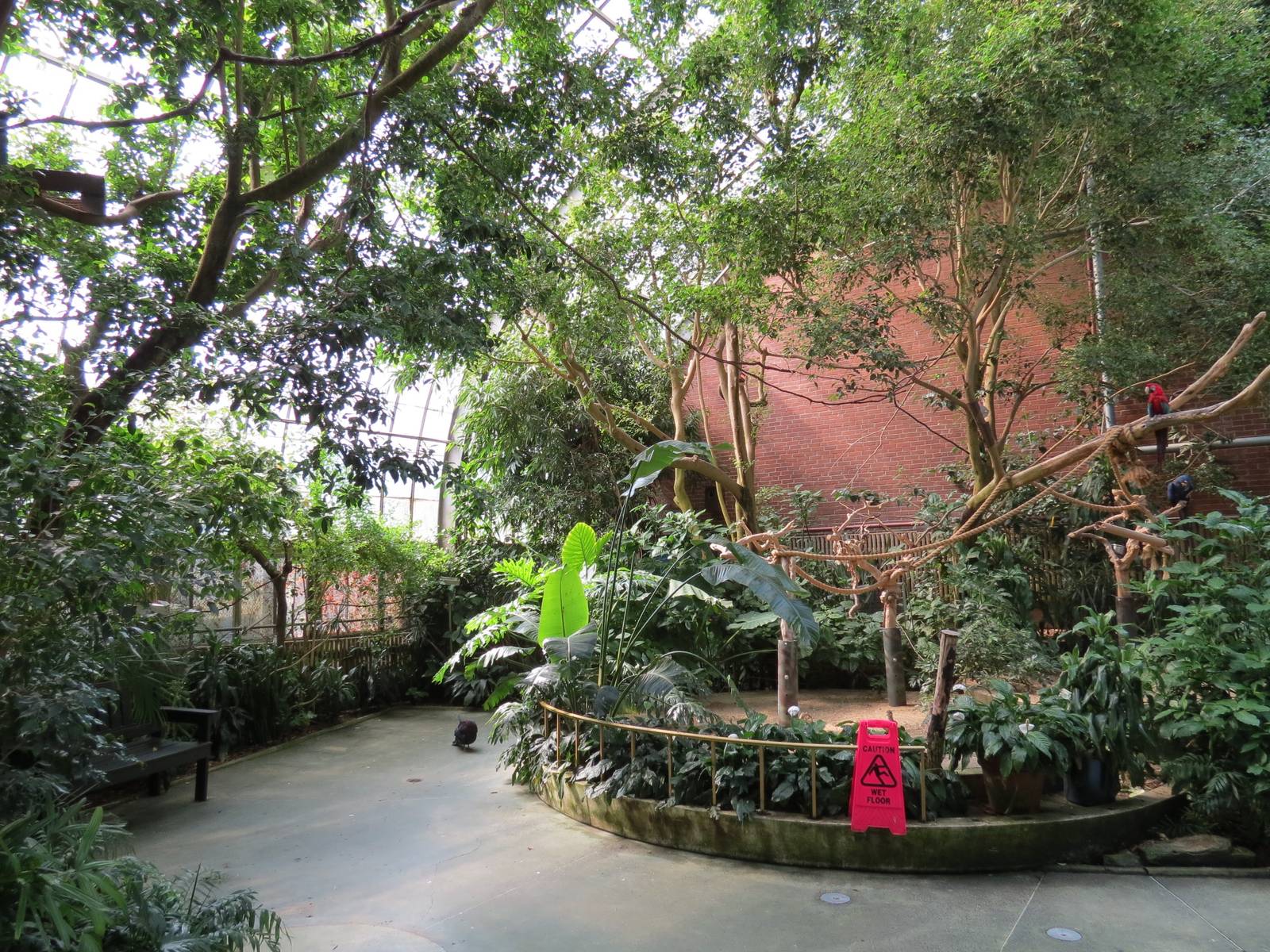 Tropical Rainforest - Interior