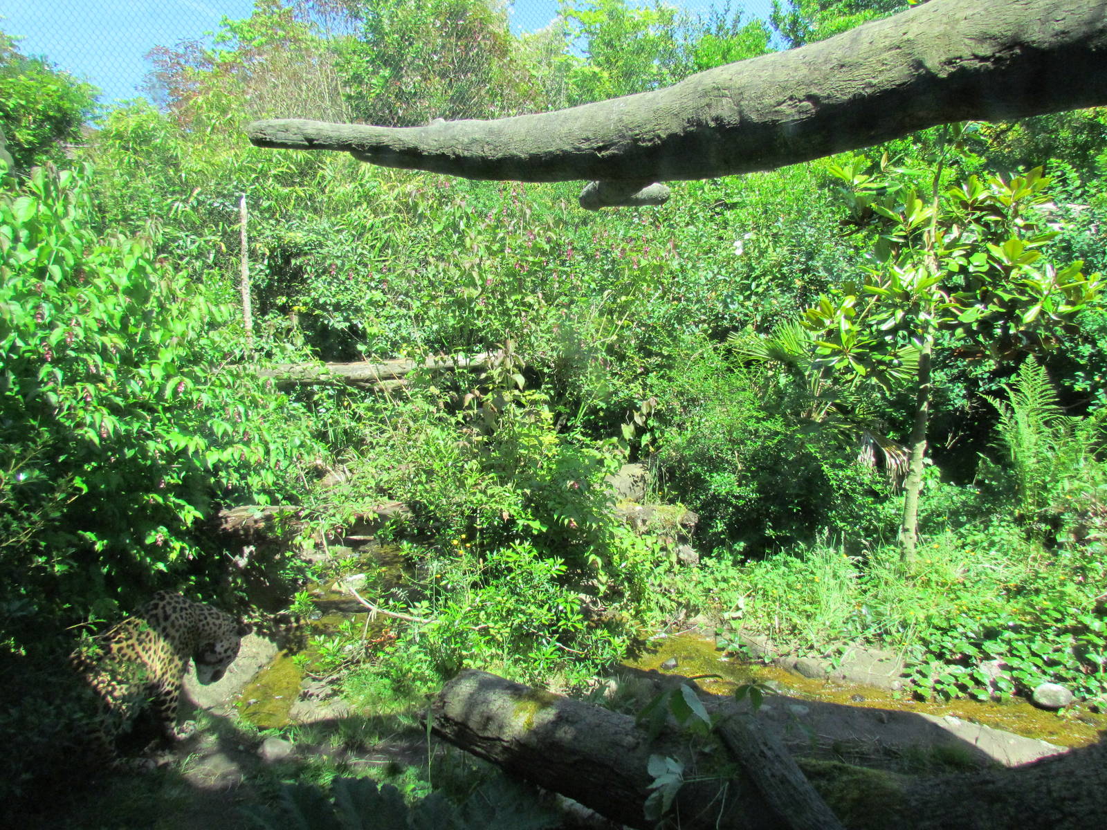 Tropical Rainforest - Jaguar Cove