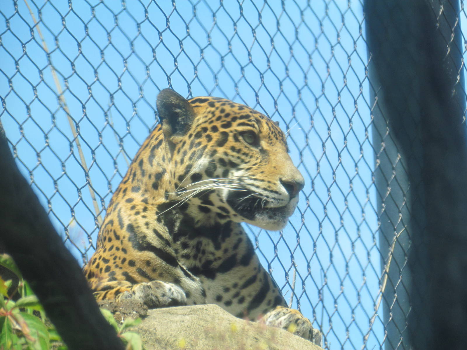 Tropical Rainforest - Jaguar Cove