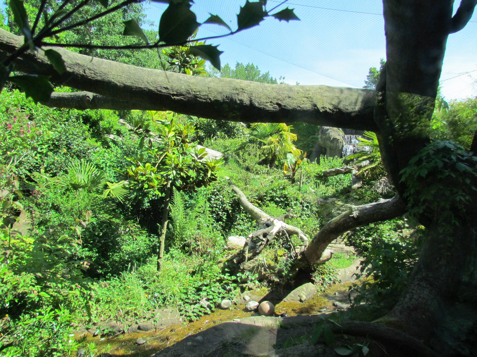 Tropical Rainforest - Jaguar Cove