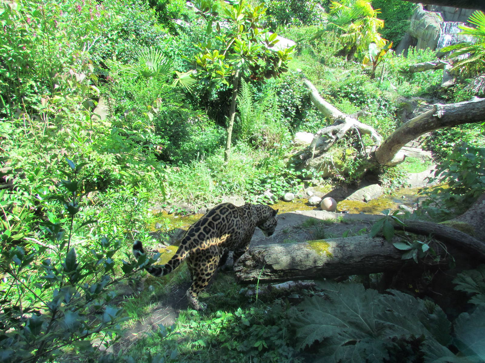 Tropical Rainforest - Jaguar Cove