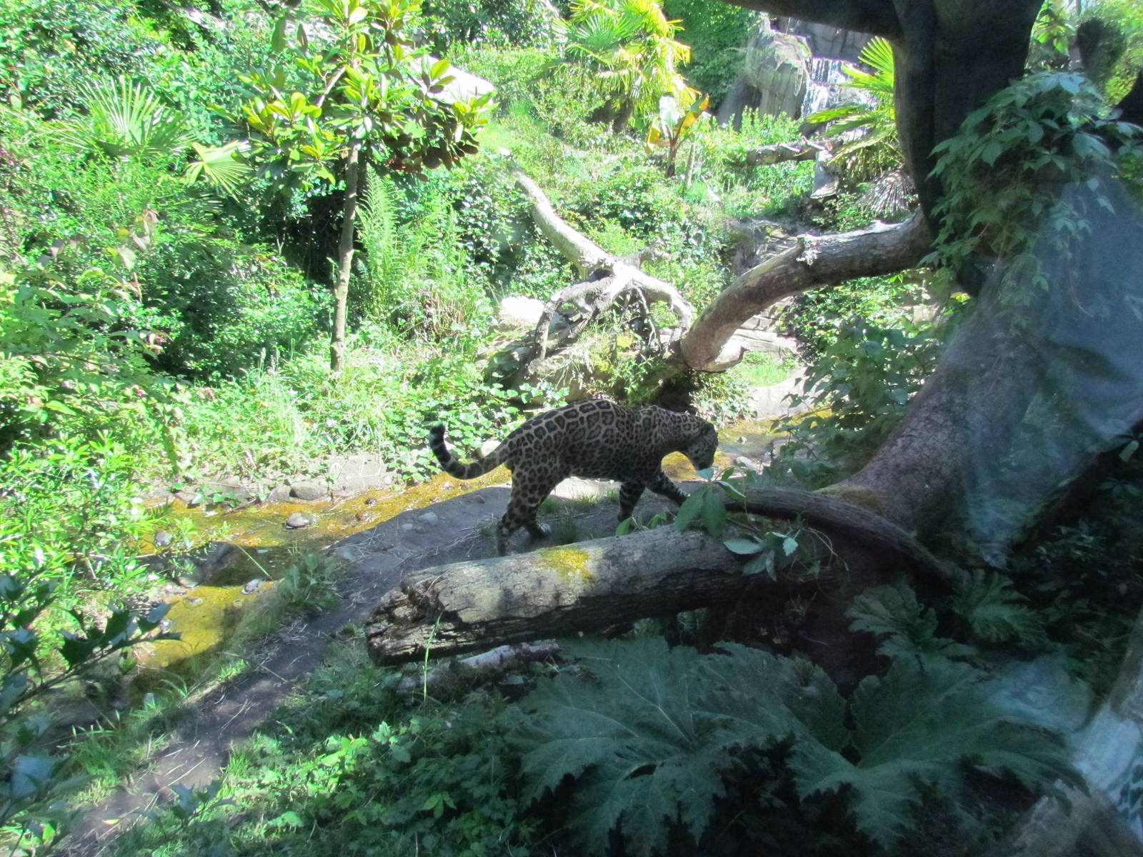 Tropical Rainforest - Jaguar Cove