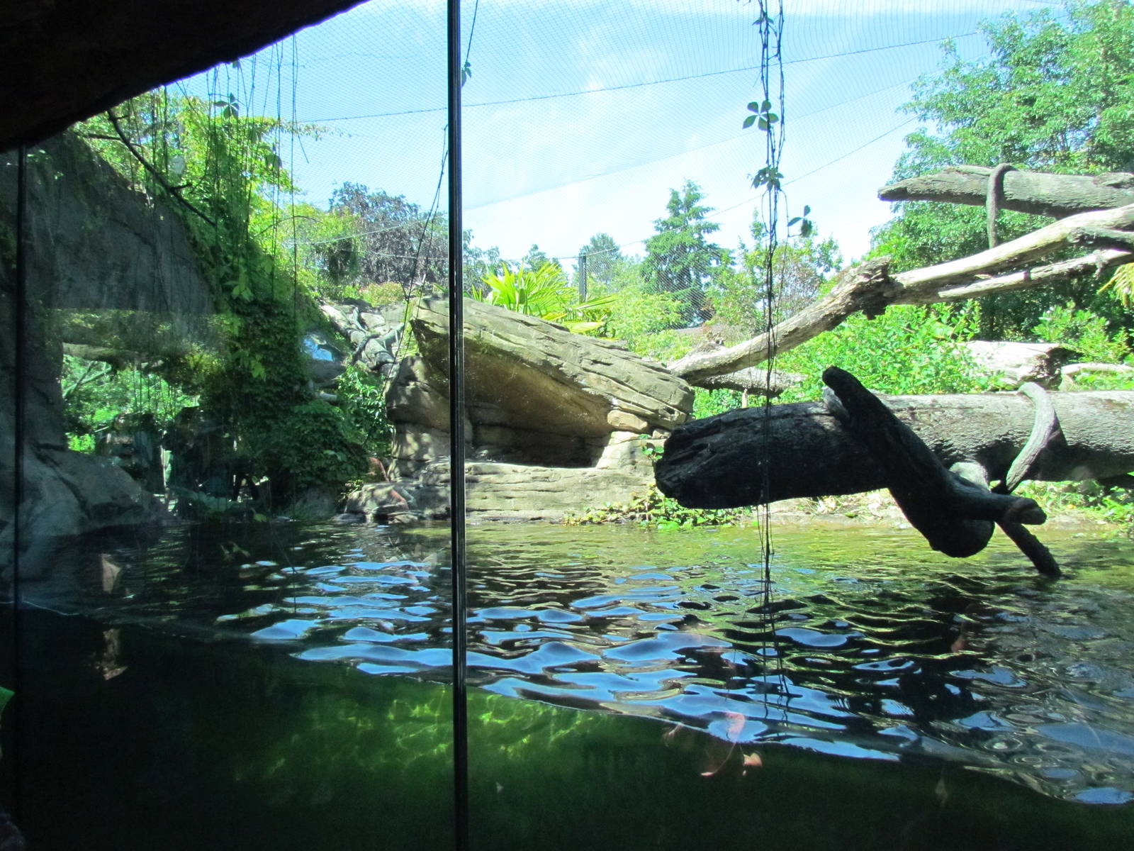 Tropical Rainforest - Jaguar Cove