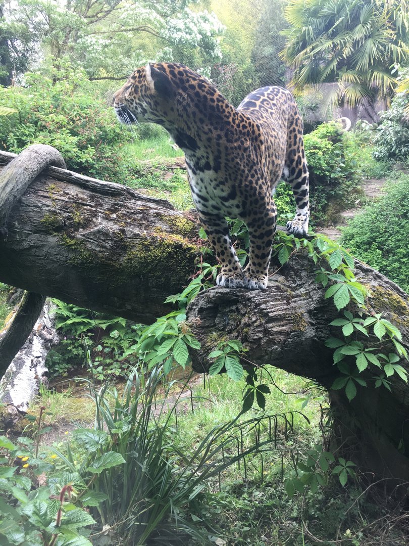 Tropical Rainforest - Jaguar