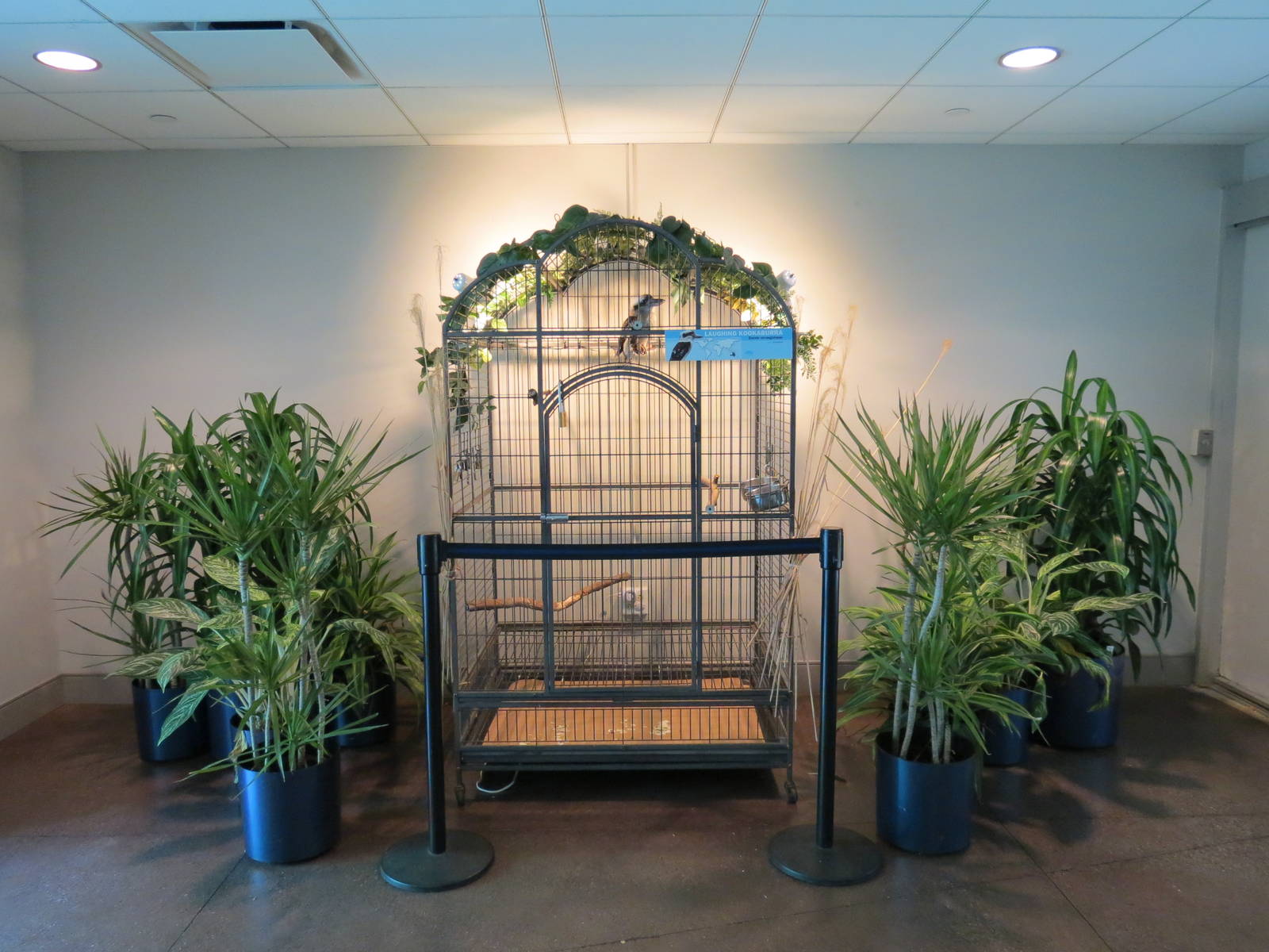 Tropical Rainforest - Kookaburra Exhibit in Lobby