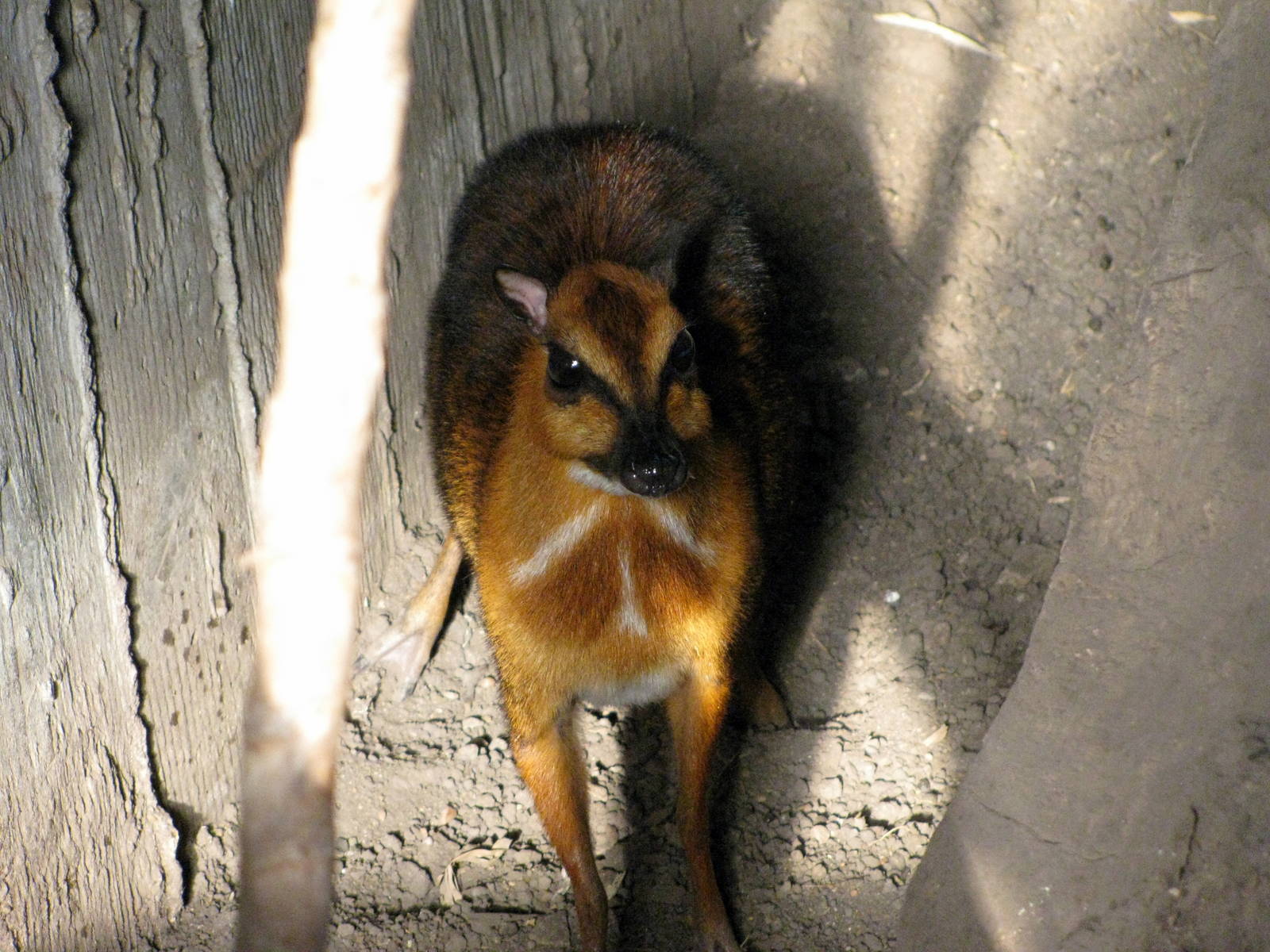 Tropical Rainforest-Malayan Chevrotain