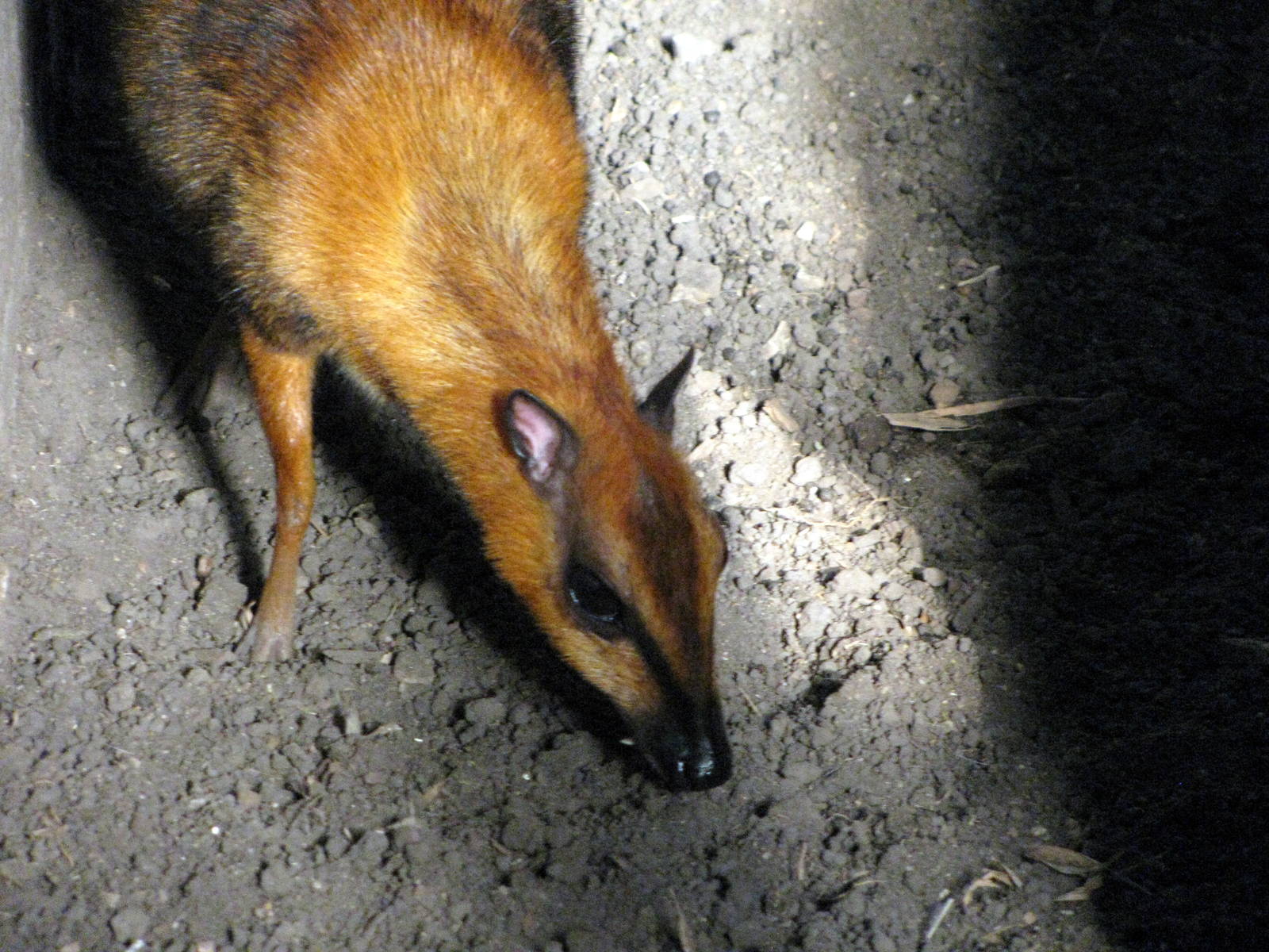 Tropical Rainforest-Malayan Chevrotain