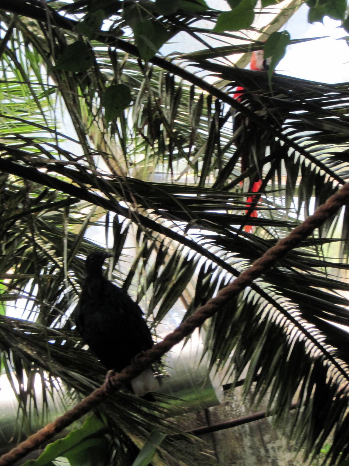 Tropical Rainforest-Nicobar Pigeon and Scarlet Macaw