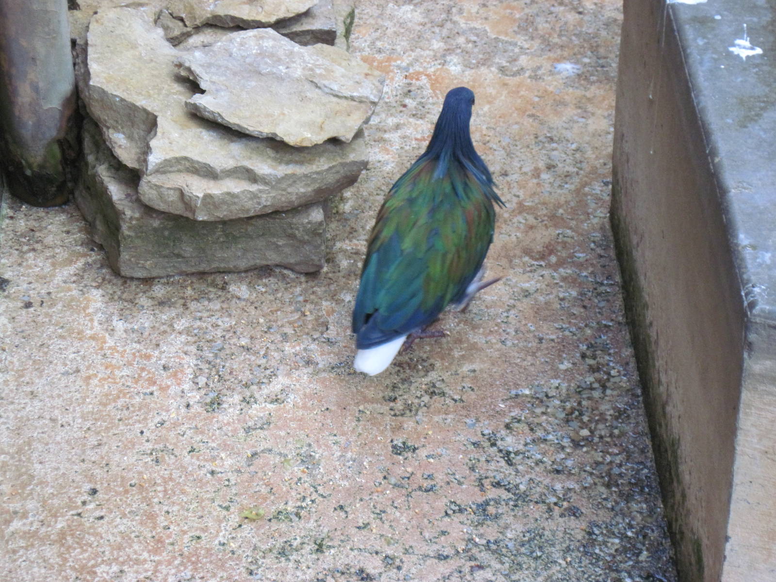 Tropical Rainforest-Nicobar Pigeon