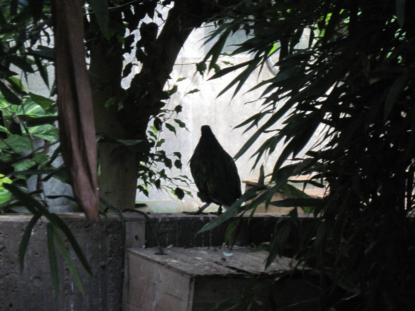 Tropical Rainforest-Nicobar Pigeon