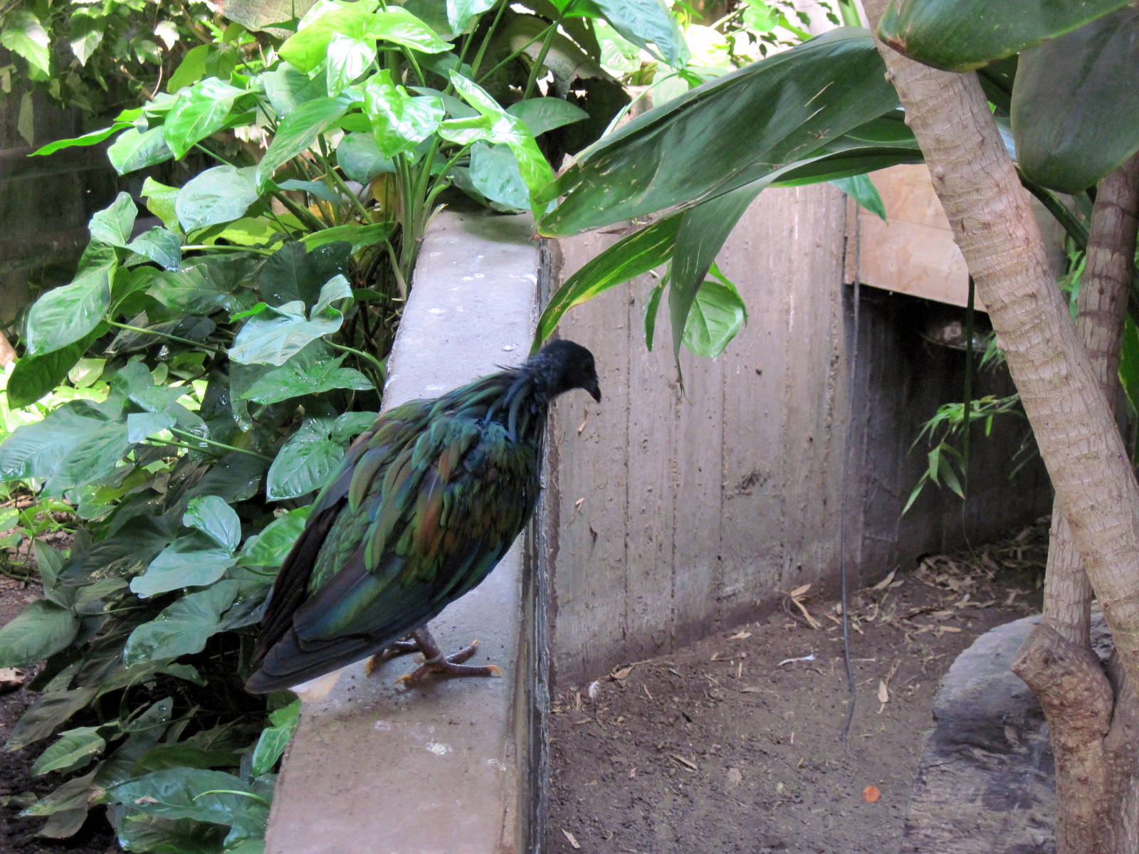 Tropical Rainforest-Nicobar Pigeon