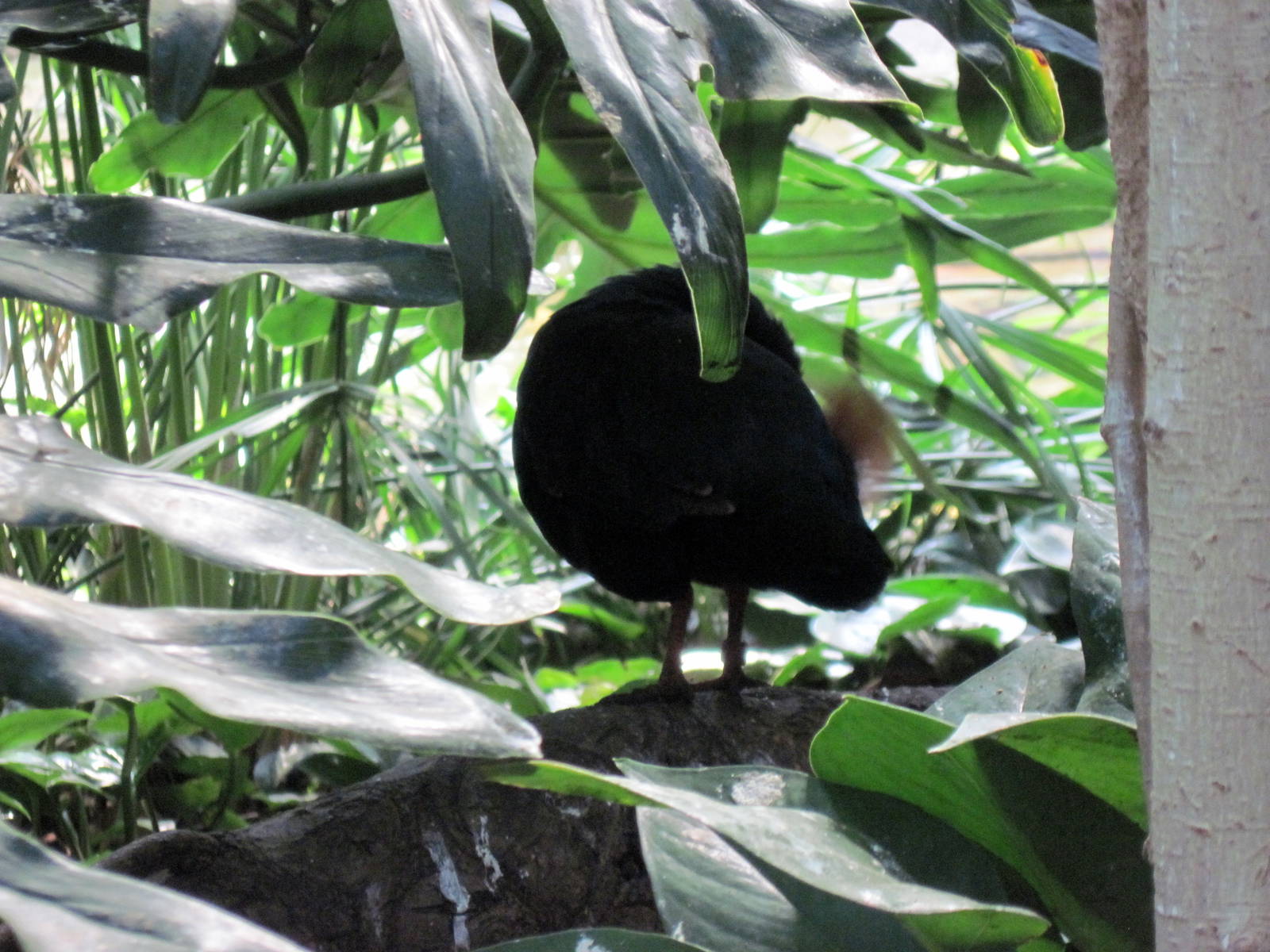 Tropical Rainforest-Nicobar Pigeon