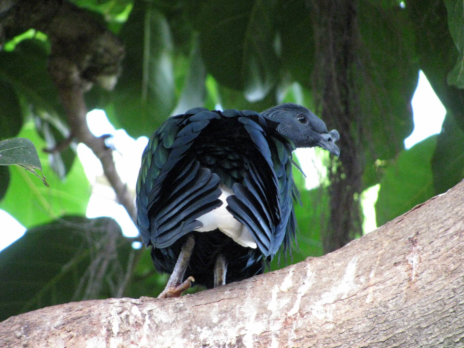 Tropical Rainforest-Nicobar Pigeon