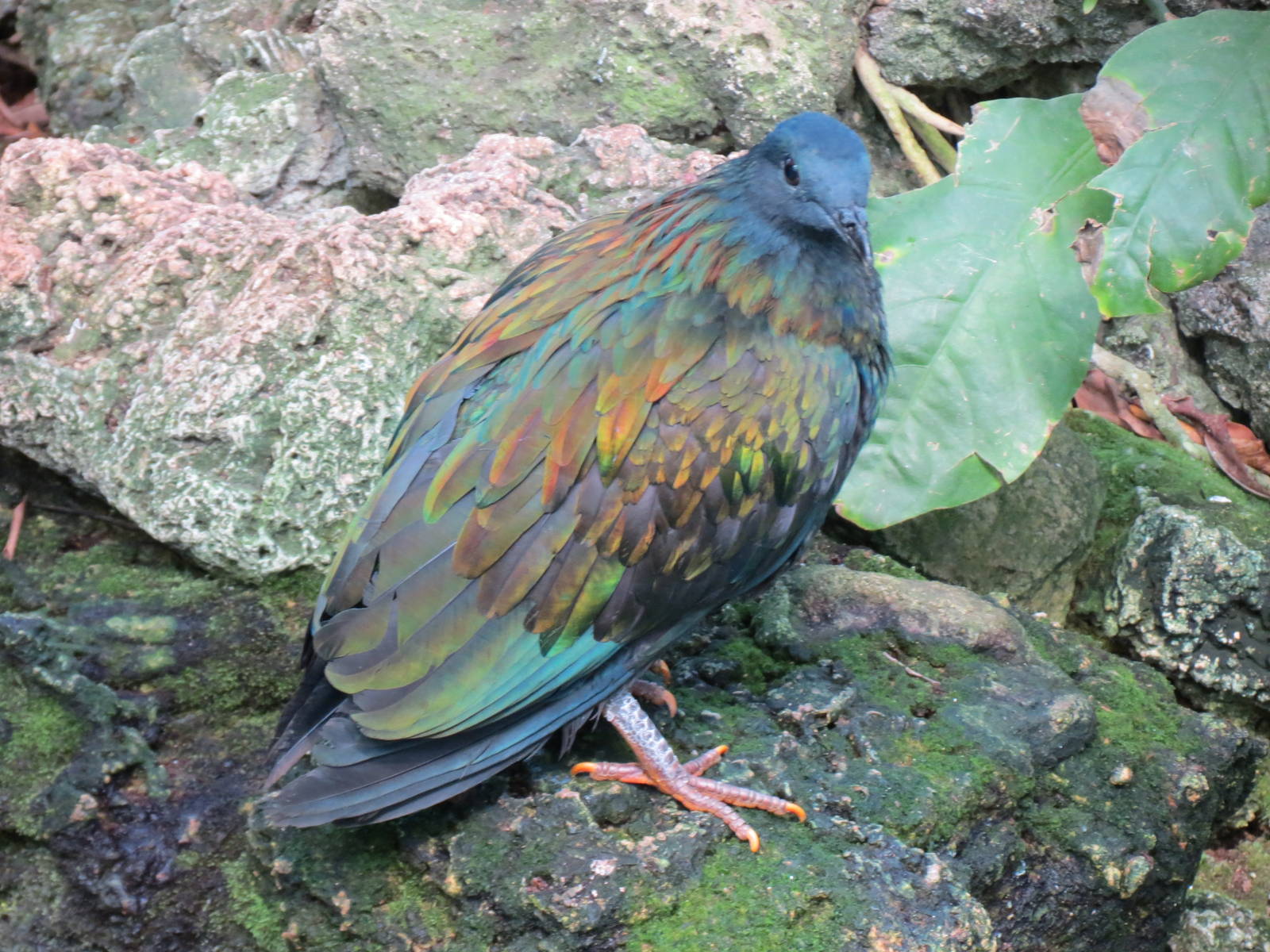 Tropical Rainforest - Nicobar Pigeon