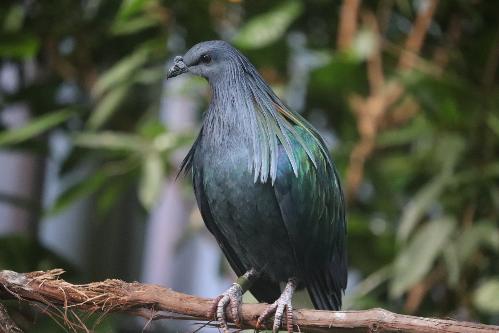 Tropical Rainforest - Nicobar Pigeon