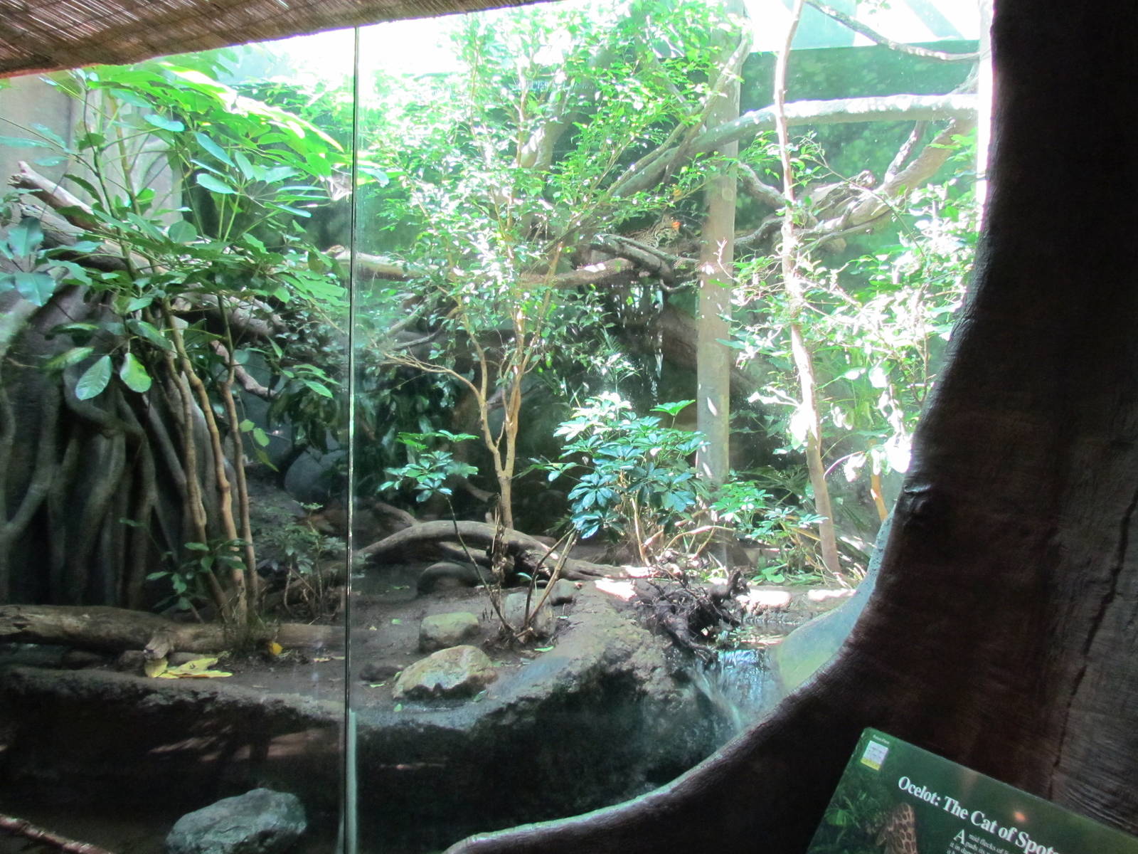 Tropical Rainforest - Ocelot Exhibit