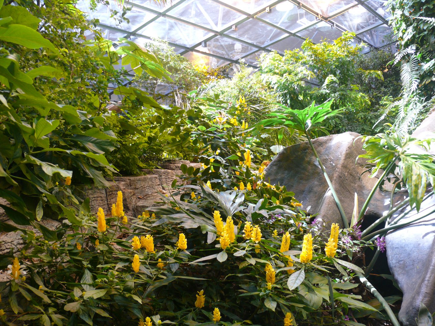 Tropical rainforest overview 1 - reopening 31-08-2020