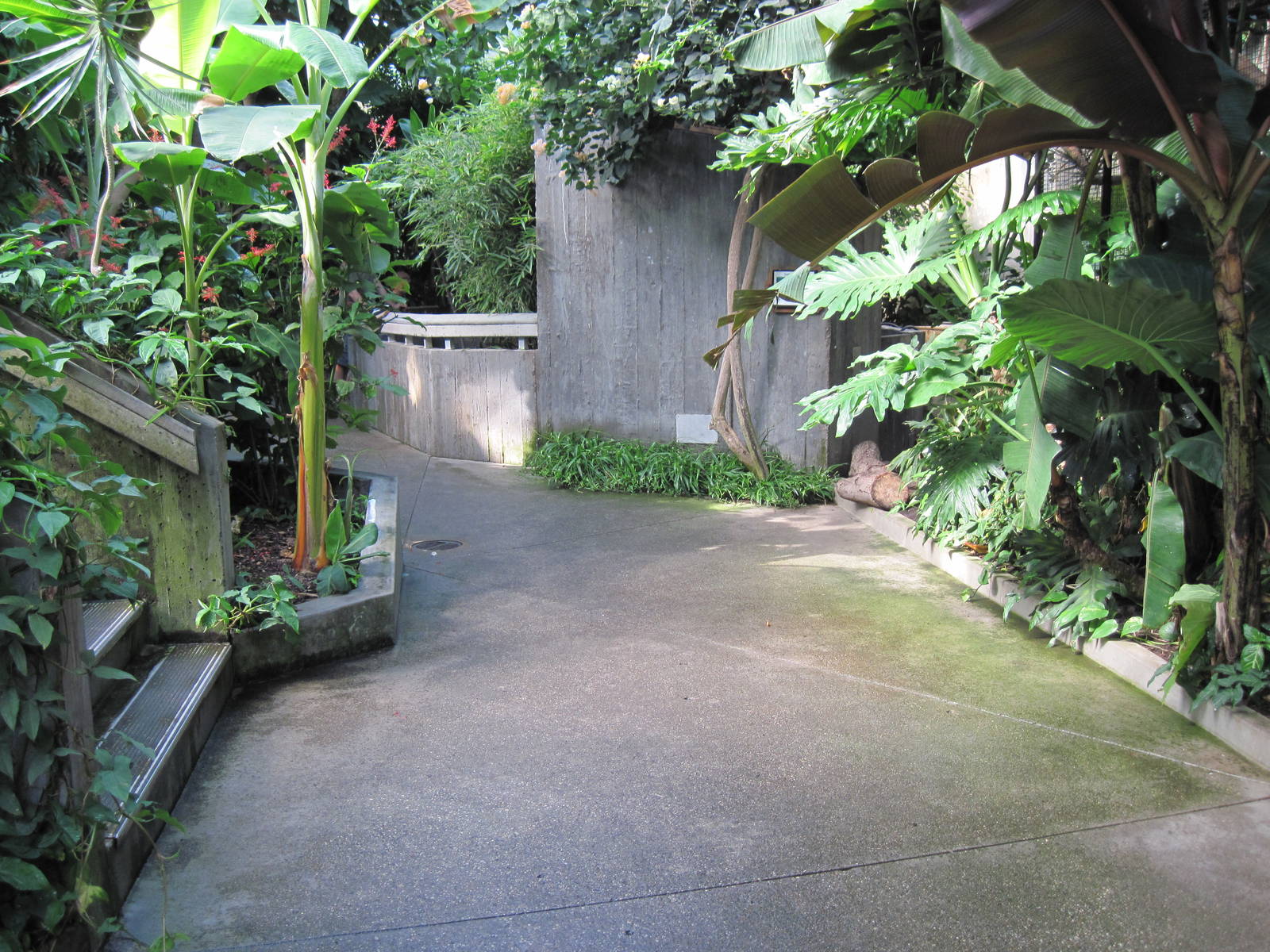 Tropical Rainforest-Path