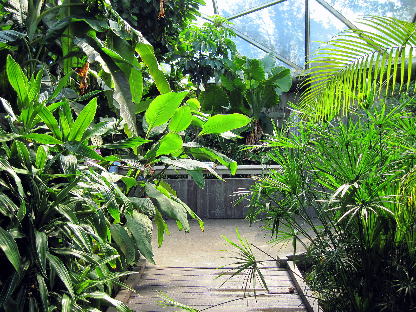 Tropical Rainforest-Path