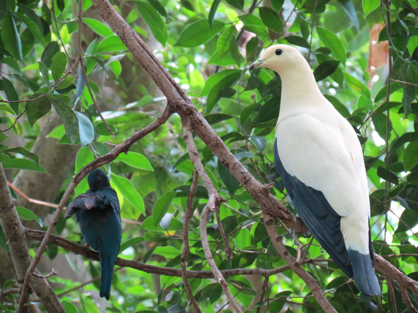 Tropical Rainforest - Pied Imperial Pigeon