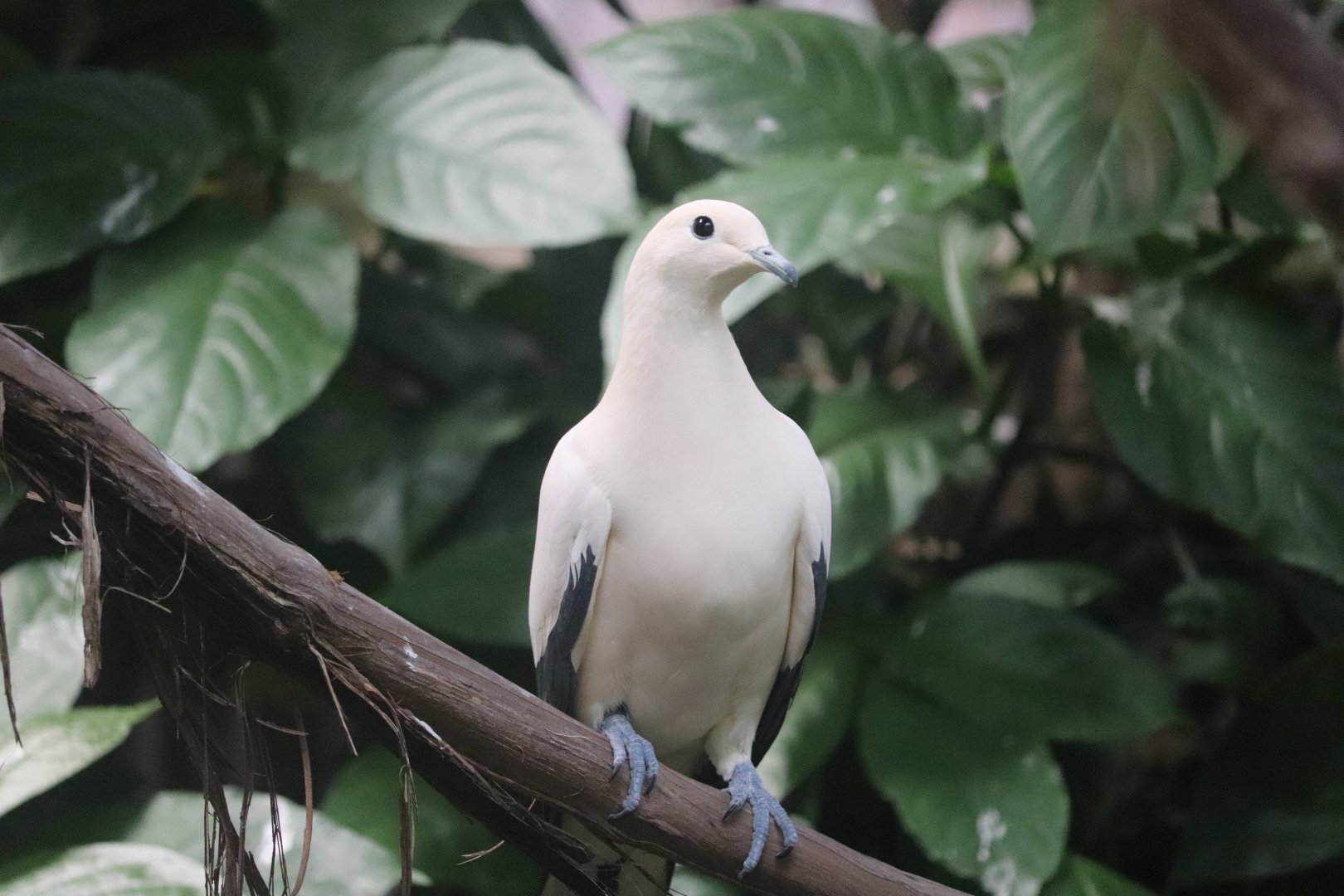Tropical Rainforest - Pied Imperial Pigeon
