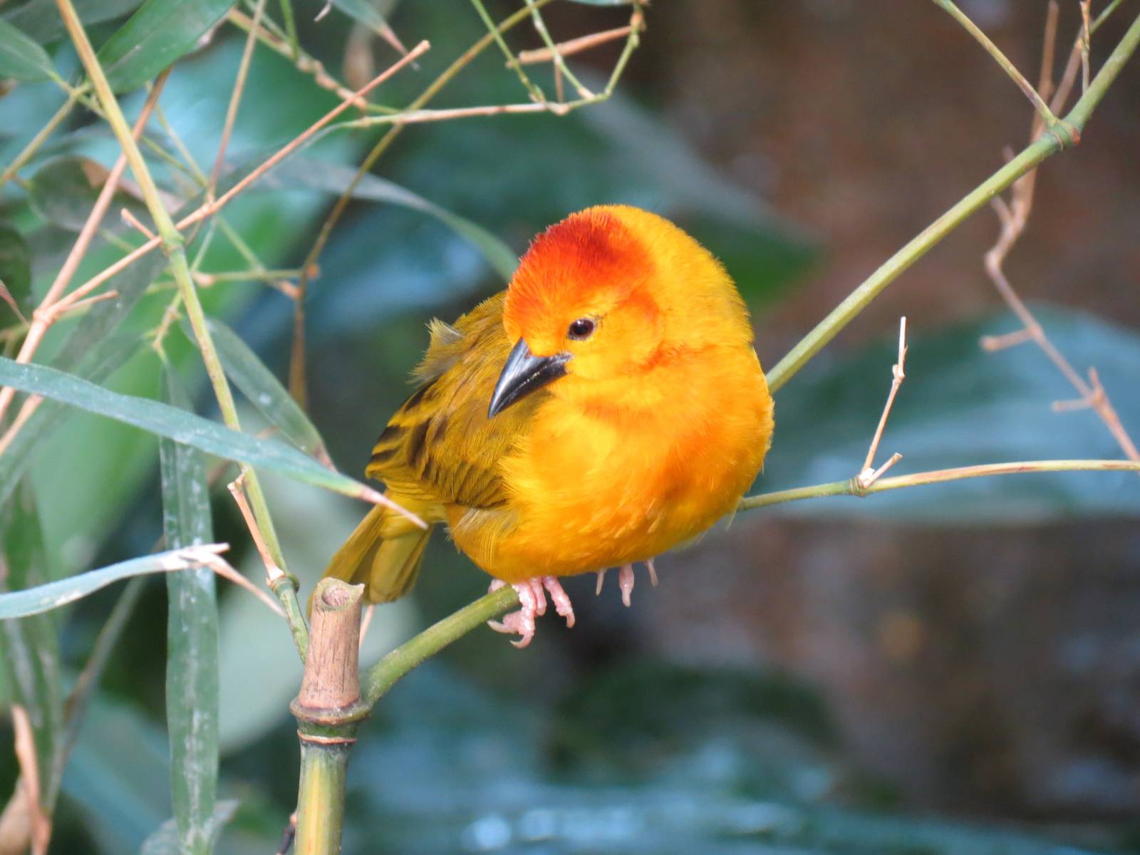 Tropical Rainforest - Red Bishop