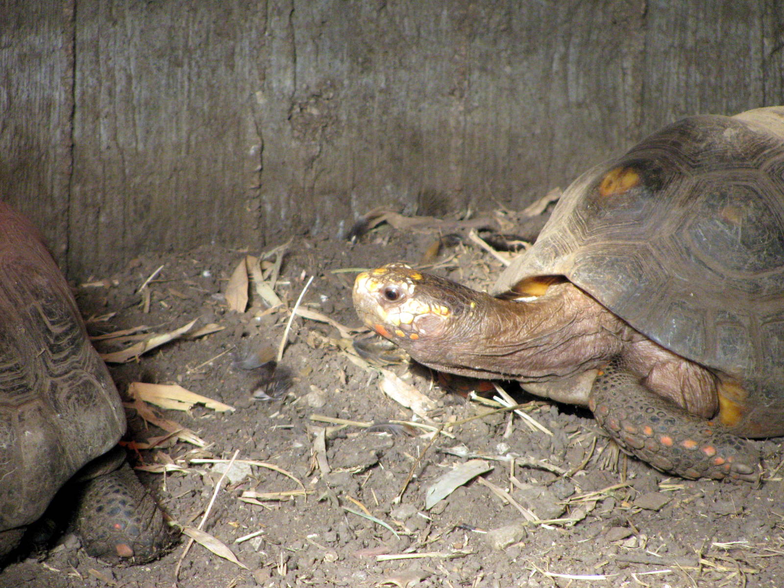 Tropical Rainforest-Red-footed Tortoise