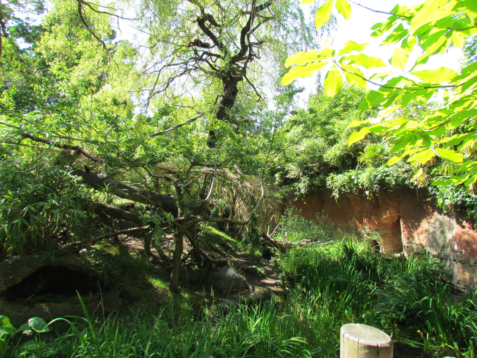 Tropical Rainforest - Red Ruffed Lemur Exhibit