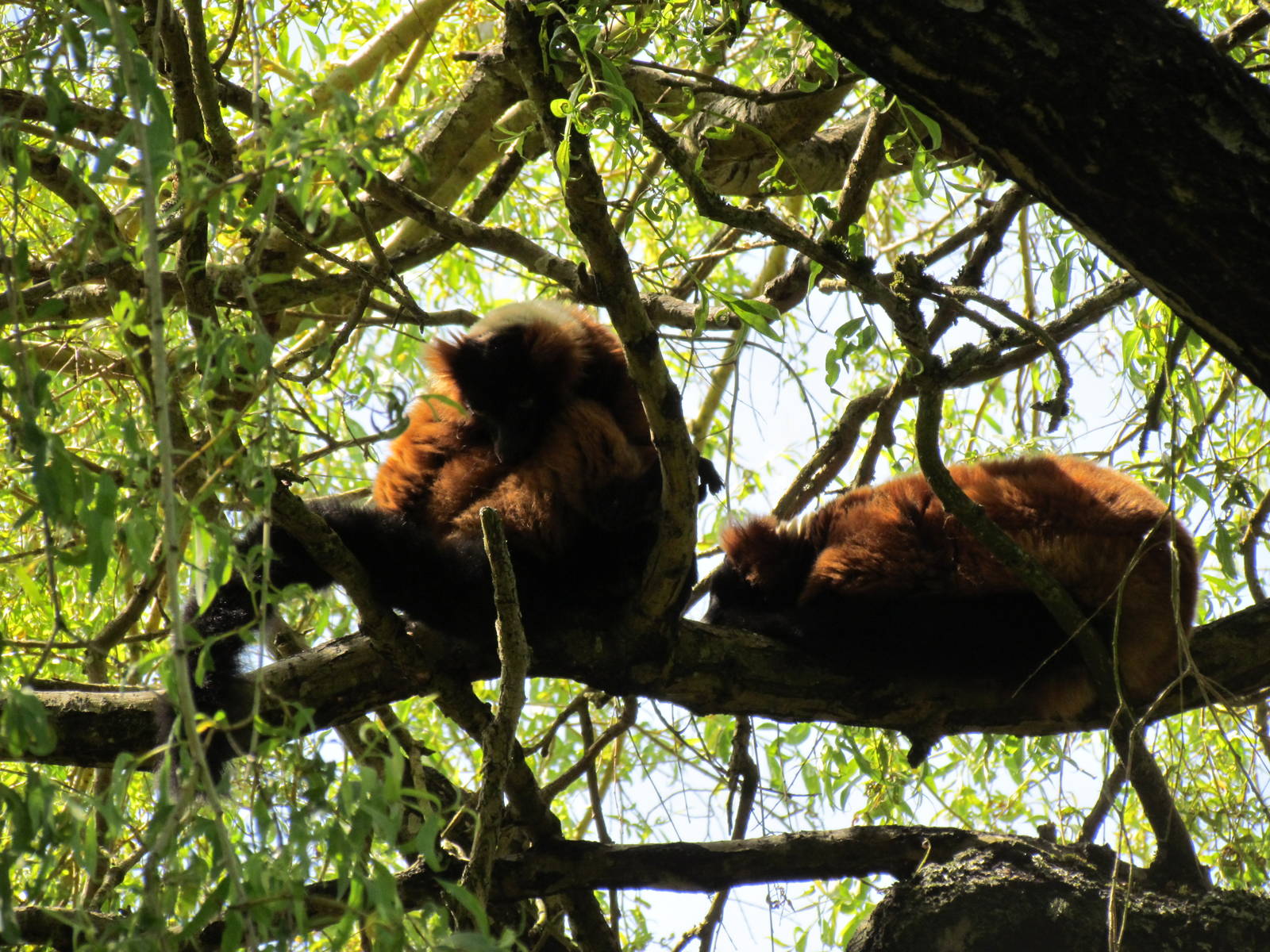 Tropical Rainforest - Red Ruffed Lemur Exhibit