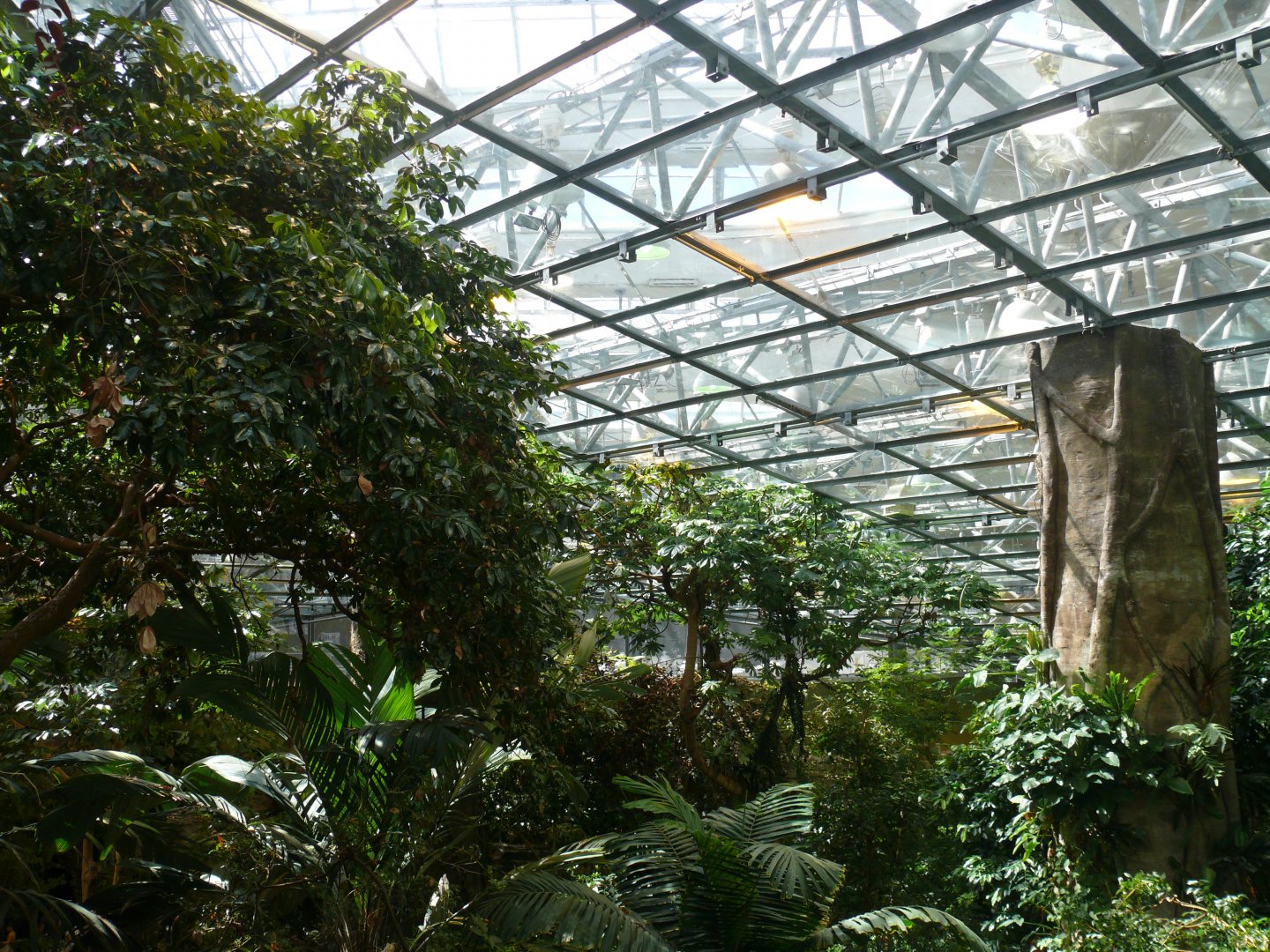 Tropical rainforest - reopening 31-08-2020