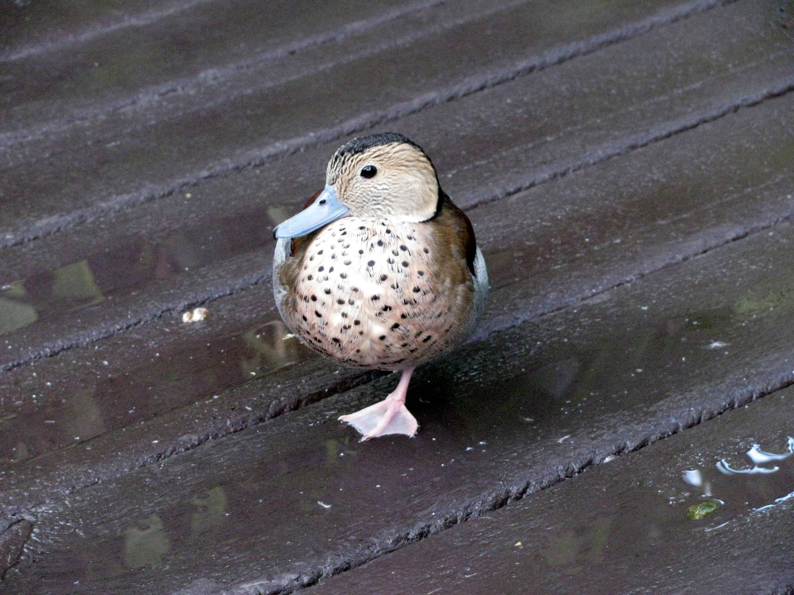 Tropical Rainforest-Ringed Teal
