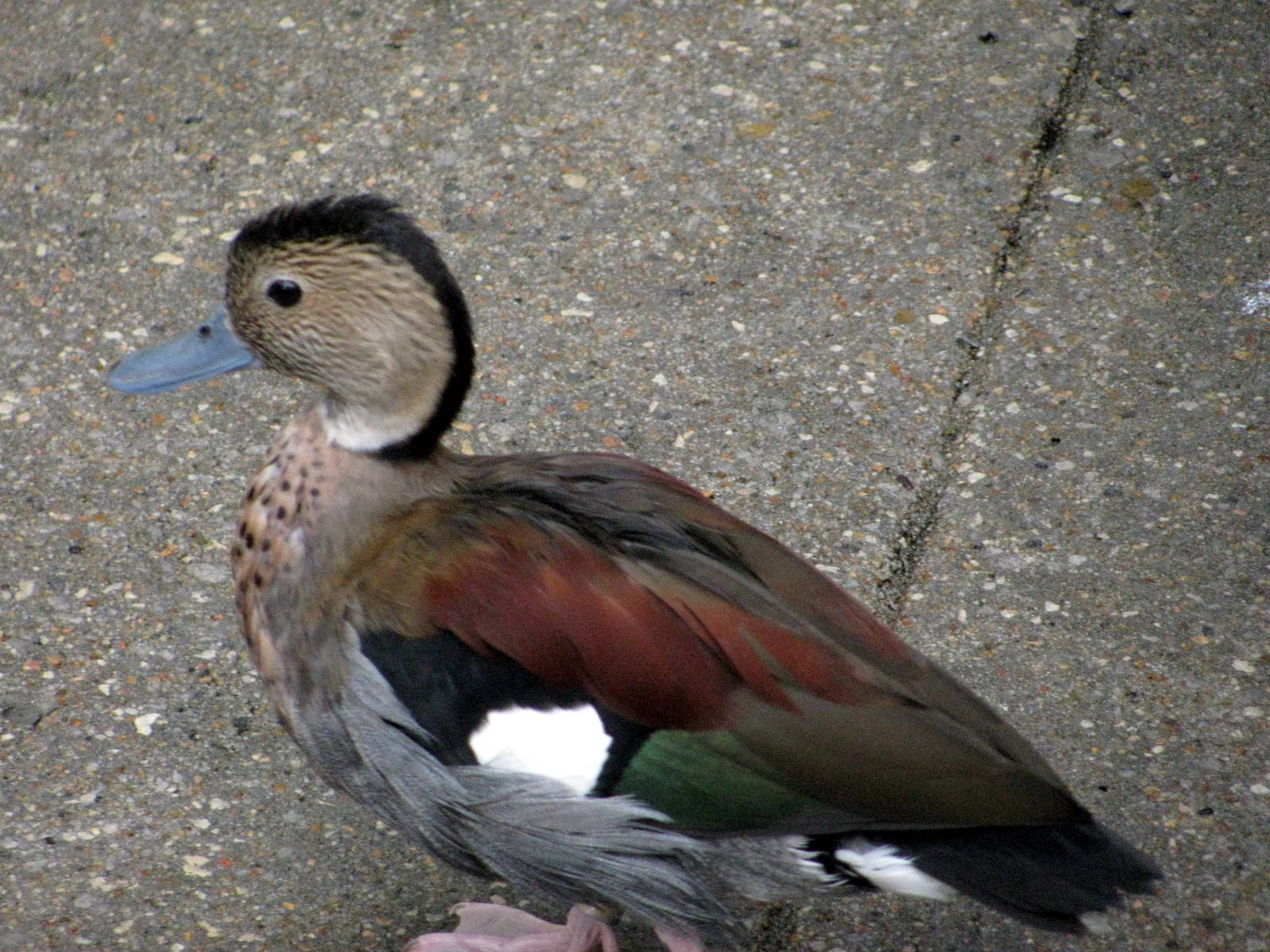 Tropical Rainforest-Ringed Teal