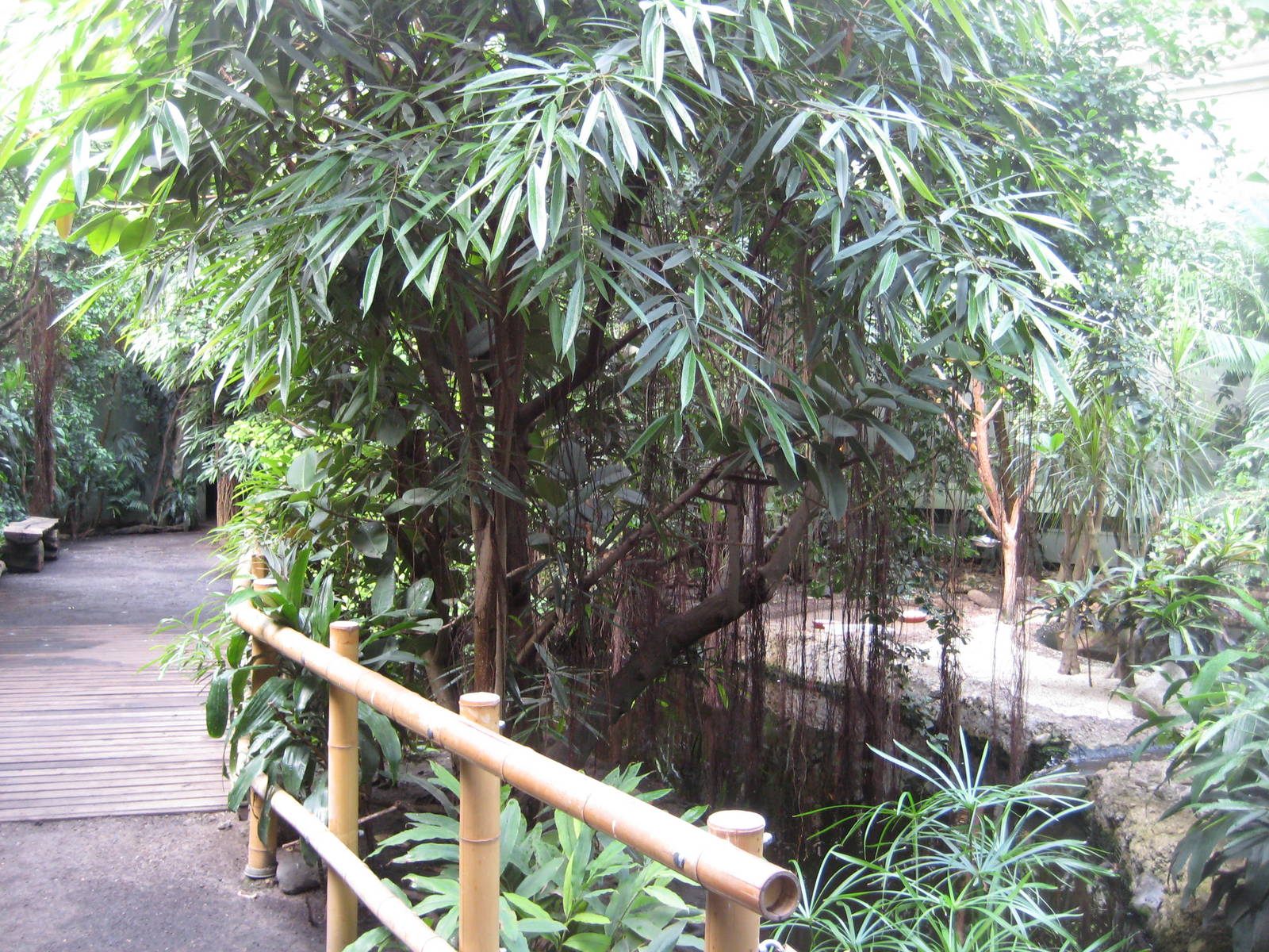 Tropical rainforest room