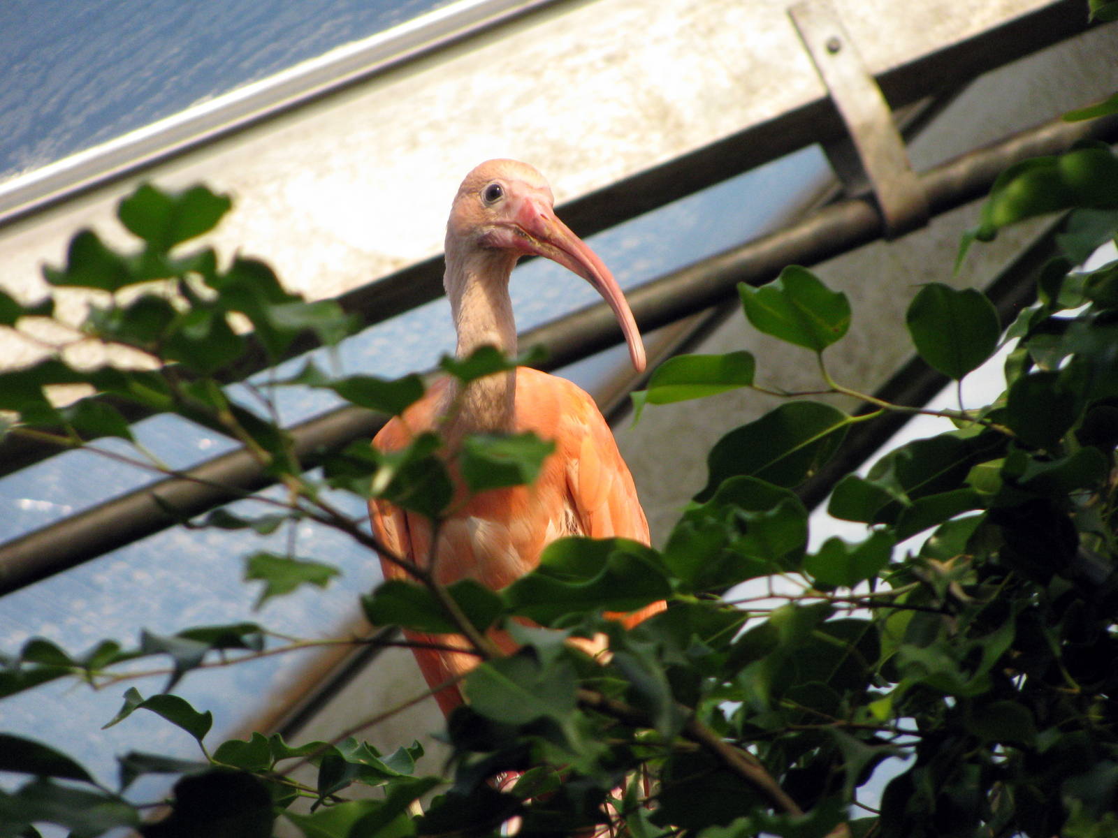 Tropical Rainforest-Scarlet Ibis