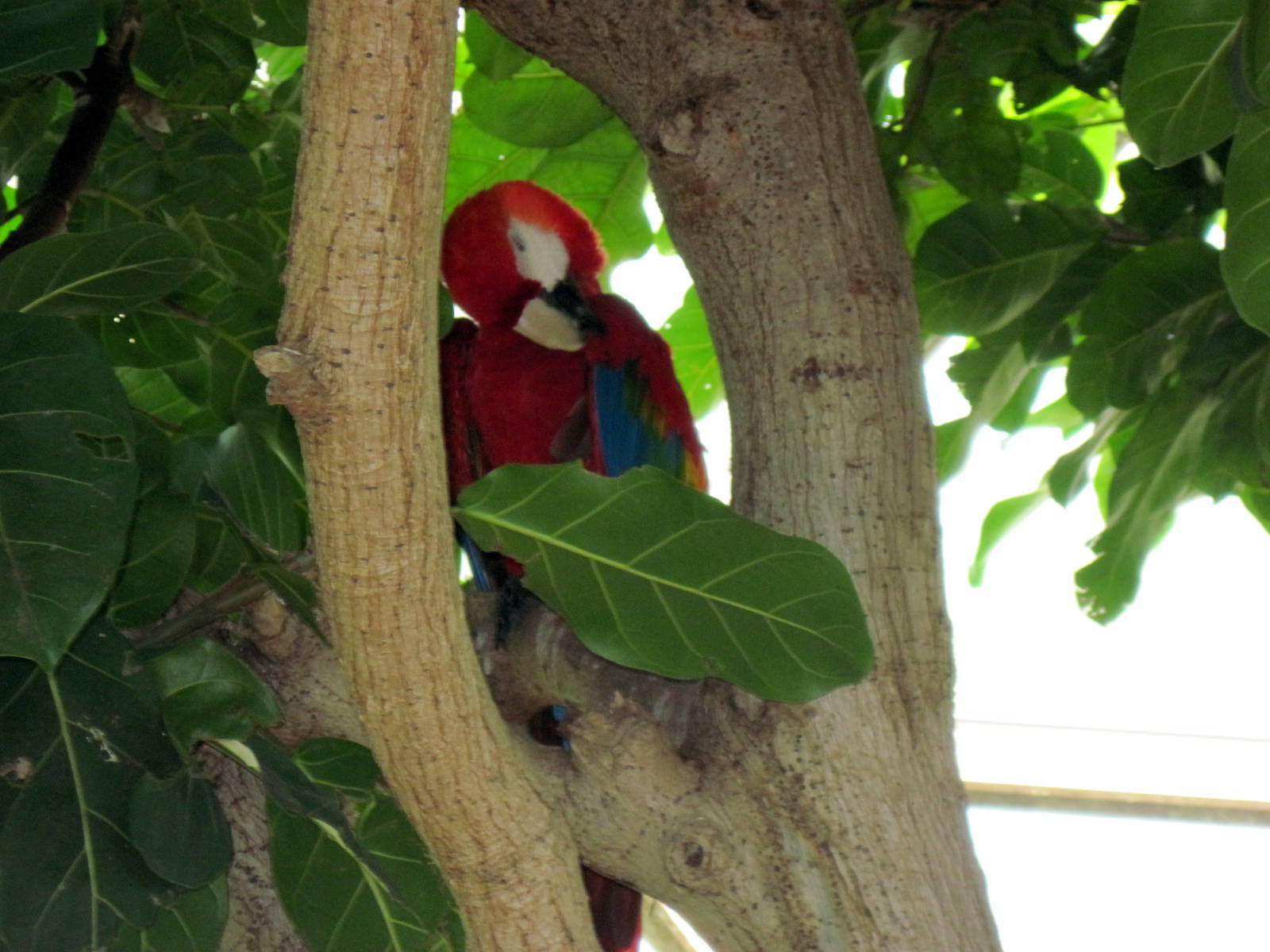 Tropical Rainforest-Scarlet Macaw